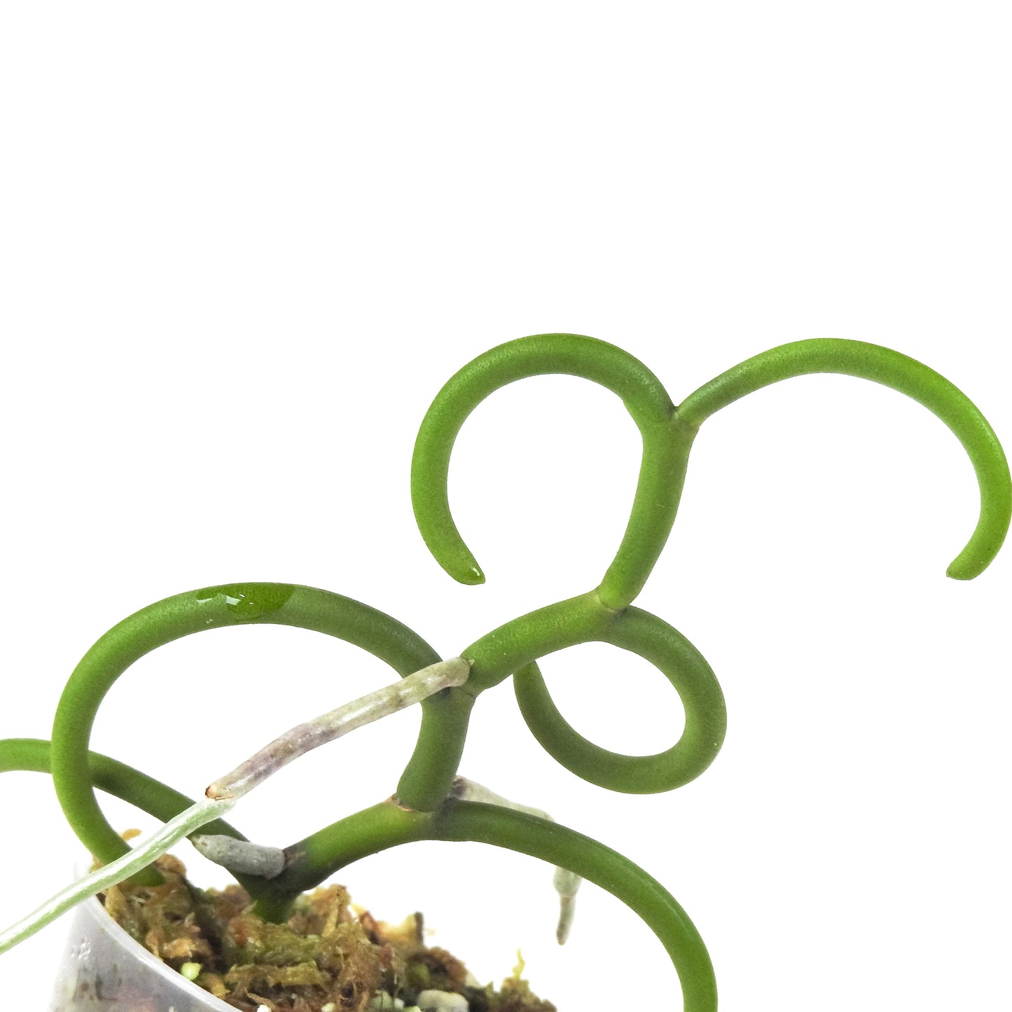 Papilionanthe Teres 'Olympic Rings' Orchid (3317)