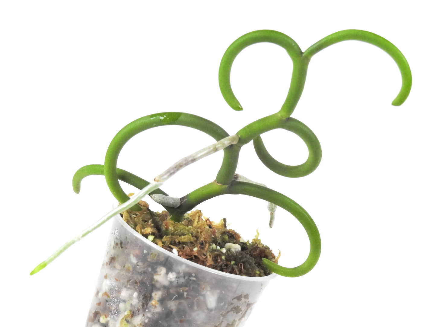 Papilionanthe Teres 'Olympic Rings' Orchid (3317)