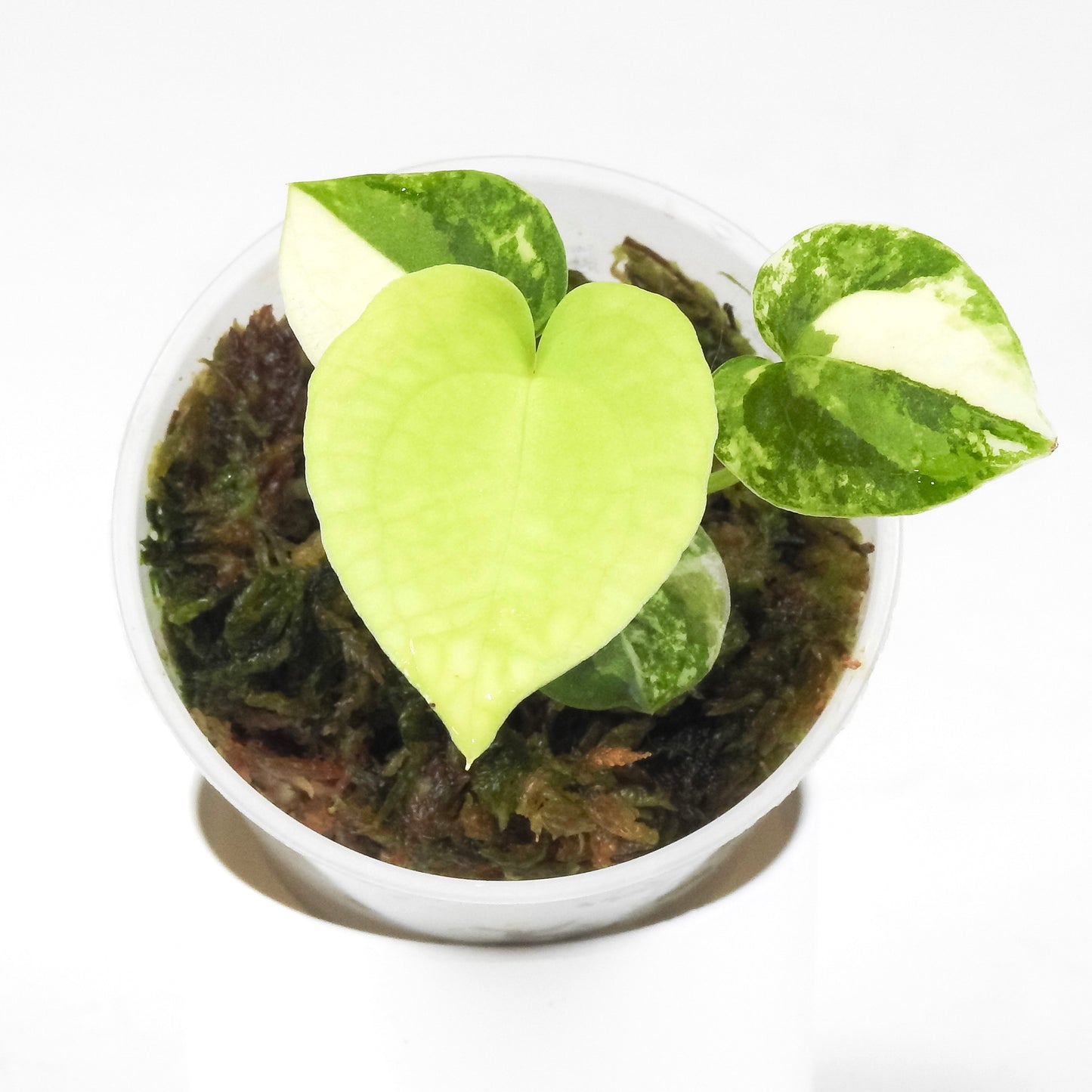 Anthurium 'Capella' Variegated (3318)