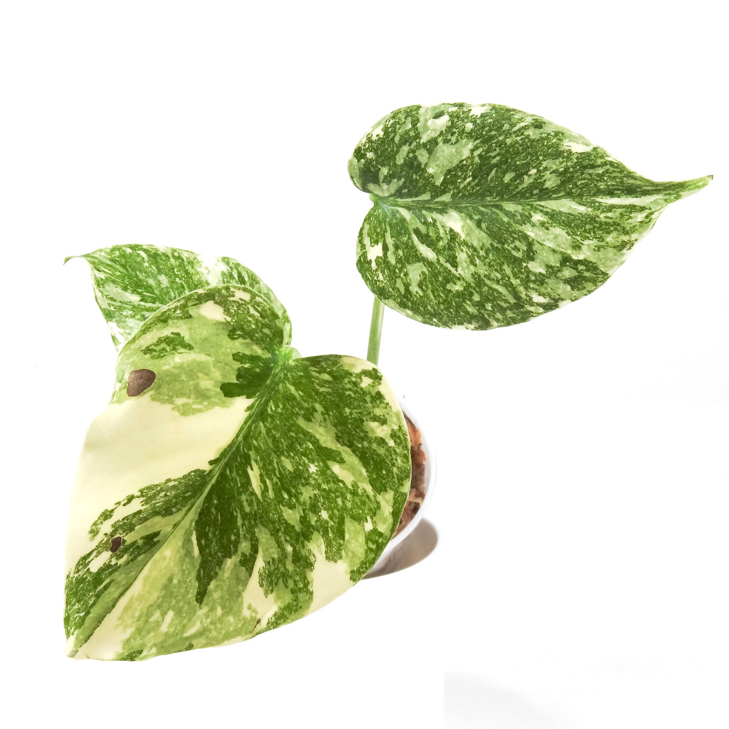 Monstera Deliciosa 'Crème Brûlée'  (3301)