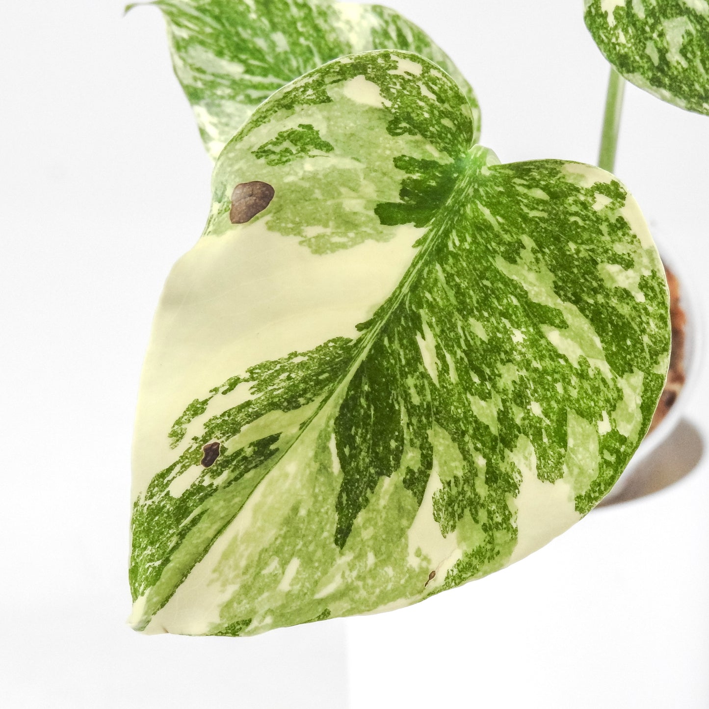 Monstera Deliciosa 'Crème Brûlée'  (3301)