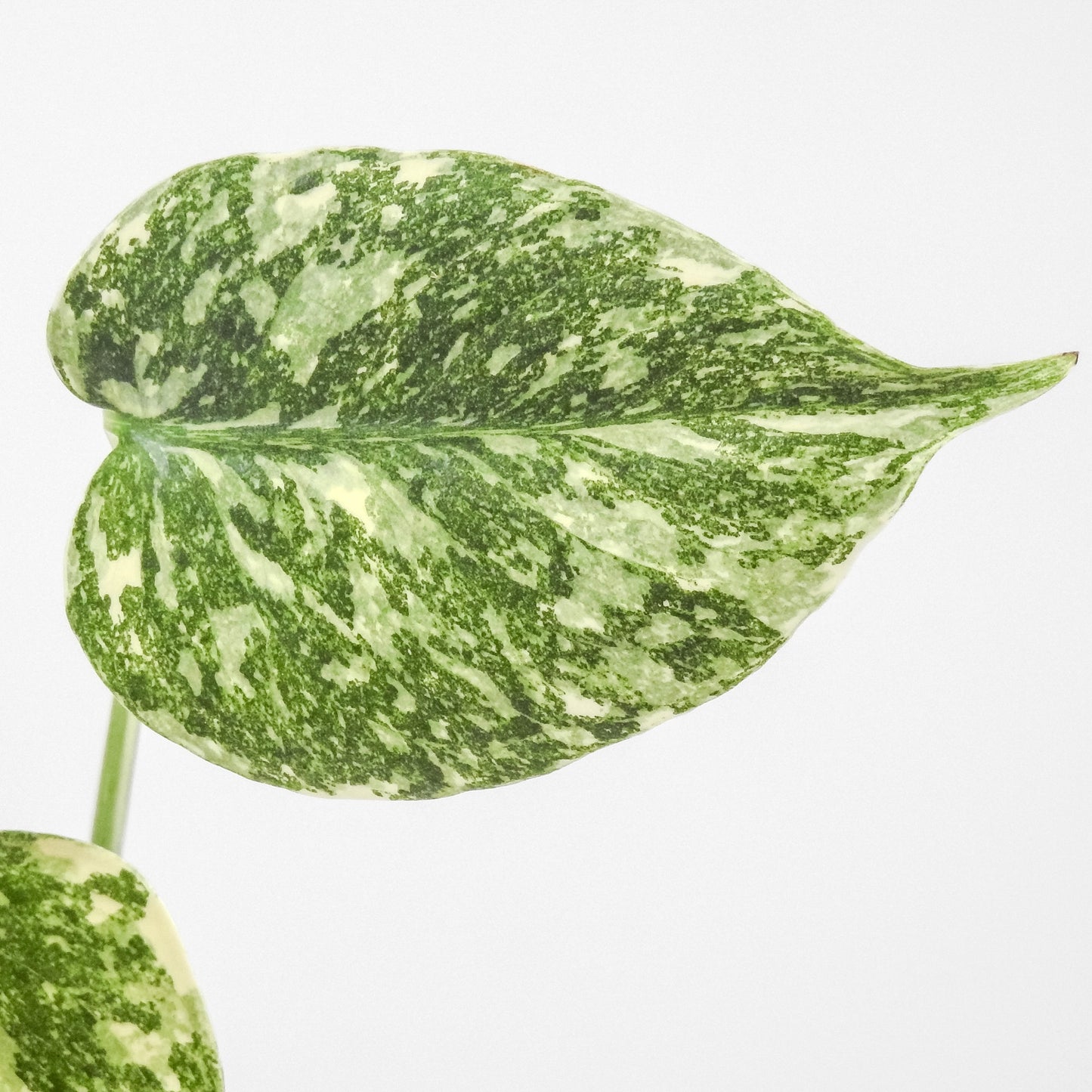 Monstera Deliciosa 'Crème Brûlée'  (3301)