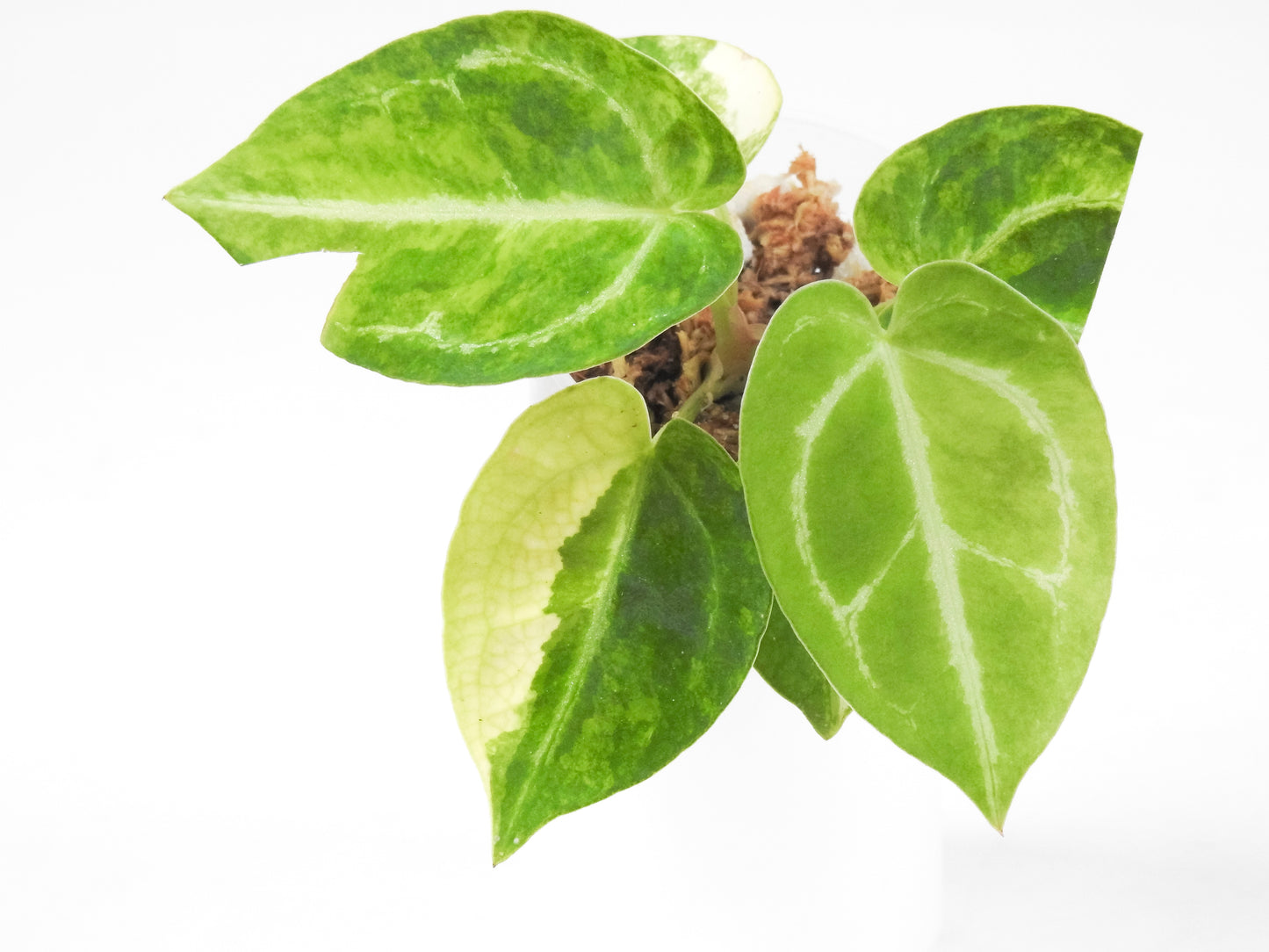 Anthurium 'Magnificum' Variegated (3303)