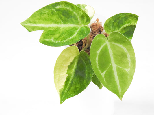 Anthurium 'Magnificum' Variegated (3303)