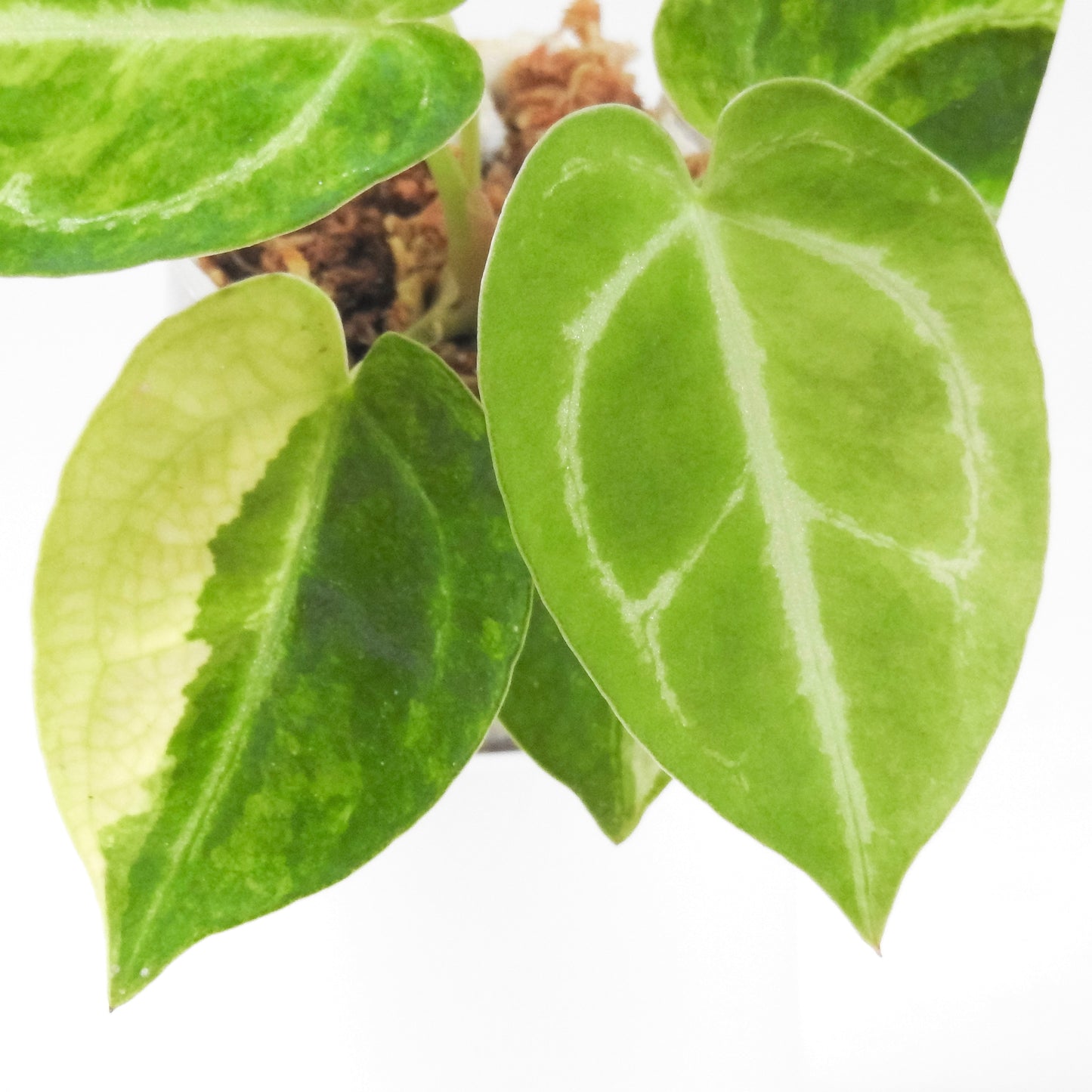 Anthurium 'Magnificum' Variegated (3303)