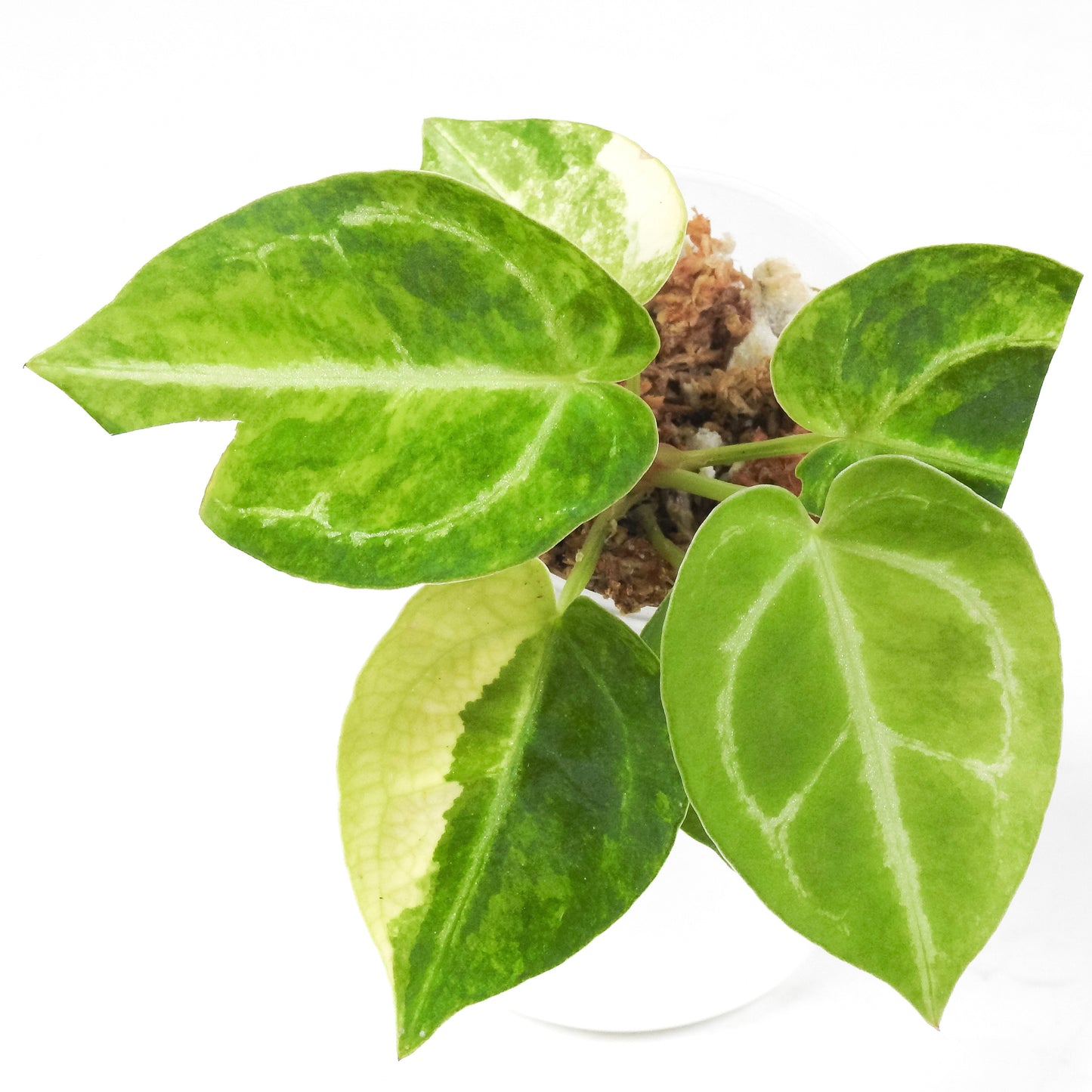 Anthurium 'Magnificum' Variegated (3303)
