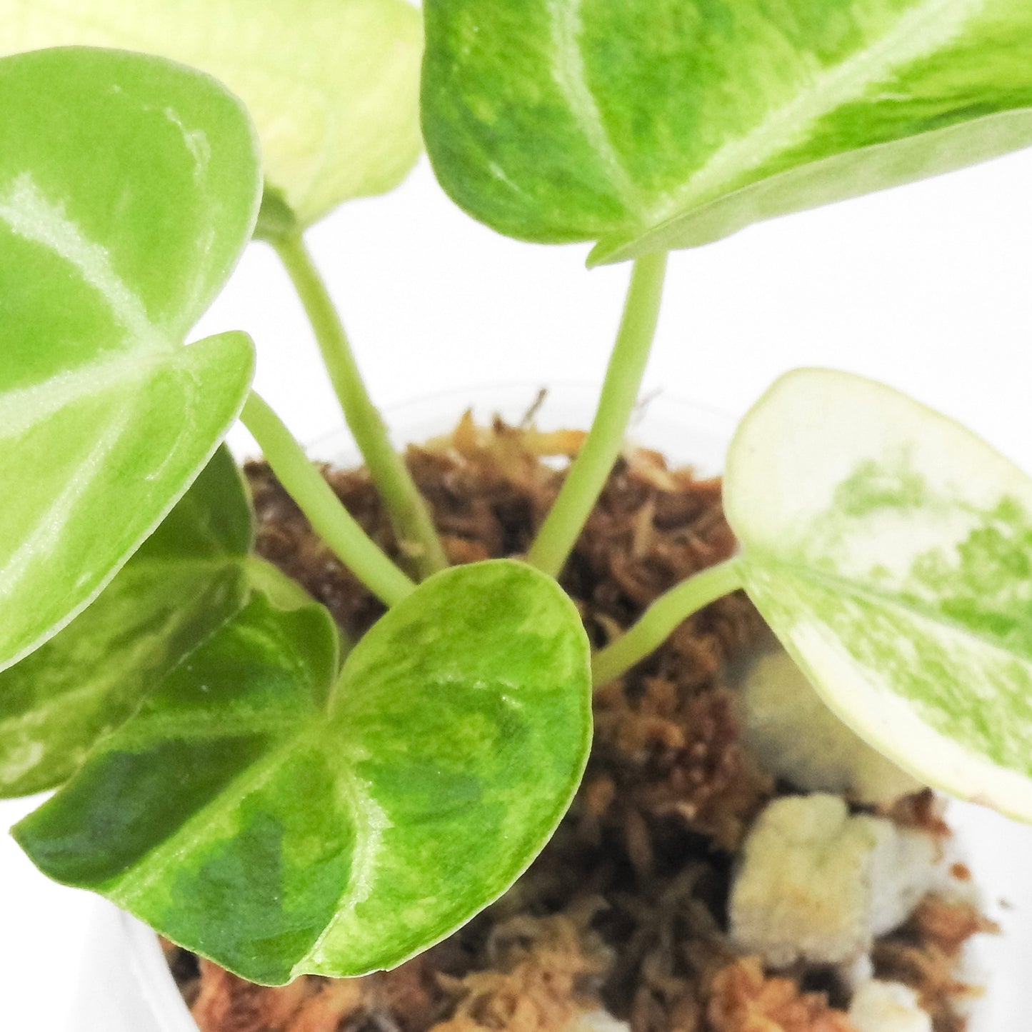 Anthurium 'Magnificum' Variegated (3303)