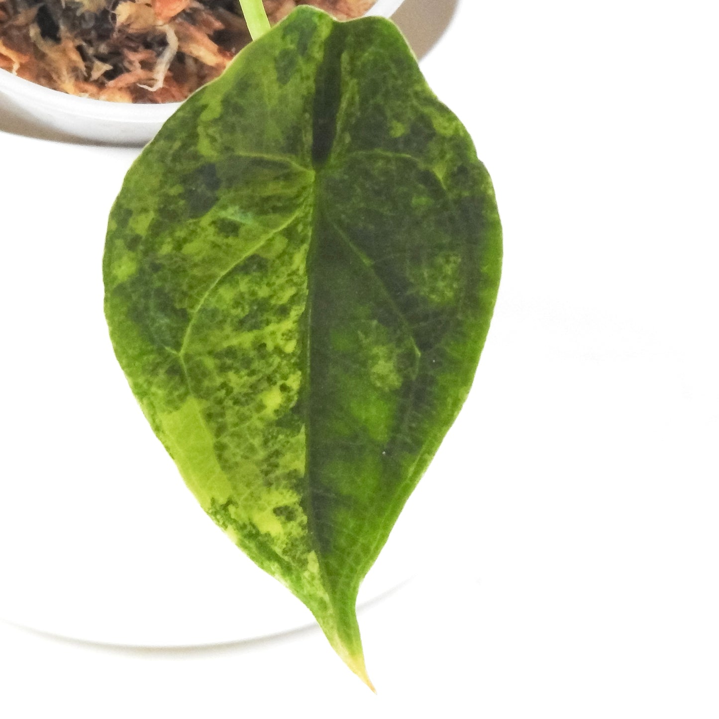 Alocasia Heterophylla Dragons Breath Aurea Variegated (3304)