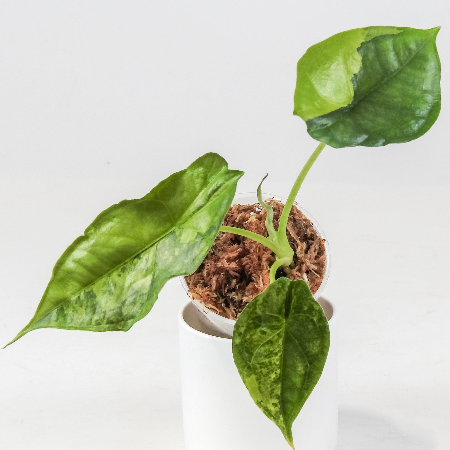 Alocasia Heterophylla Dragons Breath Aurea Variegated (3304)