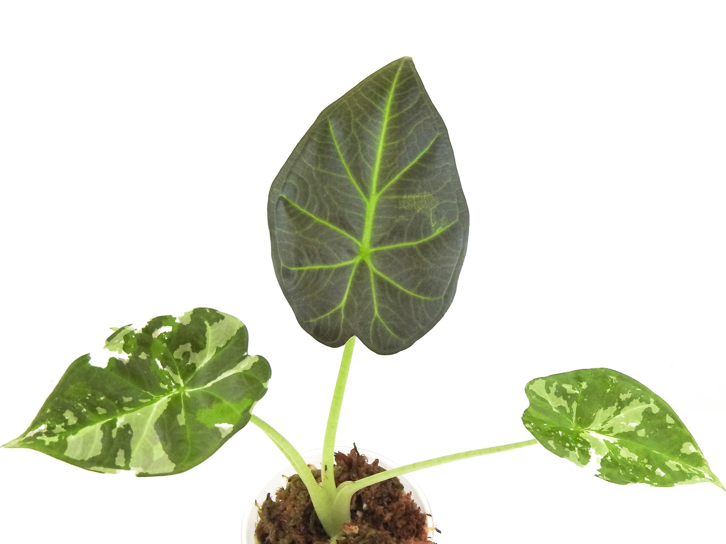 Alocasia 'Regal Shield' Albo (3305)