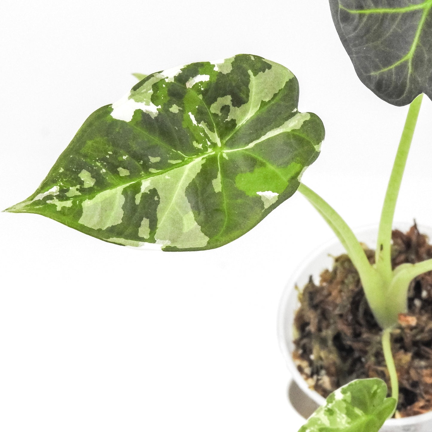 Alocasia 'Regal Shield' Albo (3305)