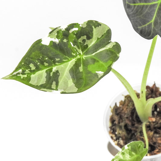 Alocasia 'Regal Shield' Albo (3305)