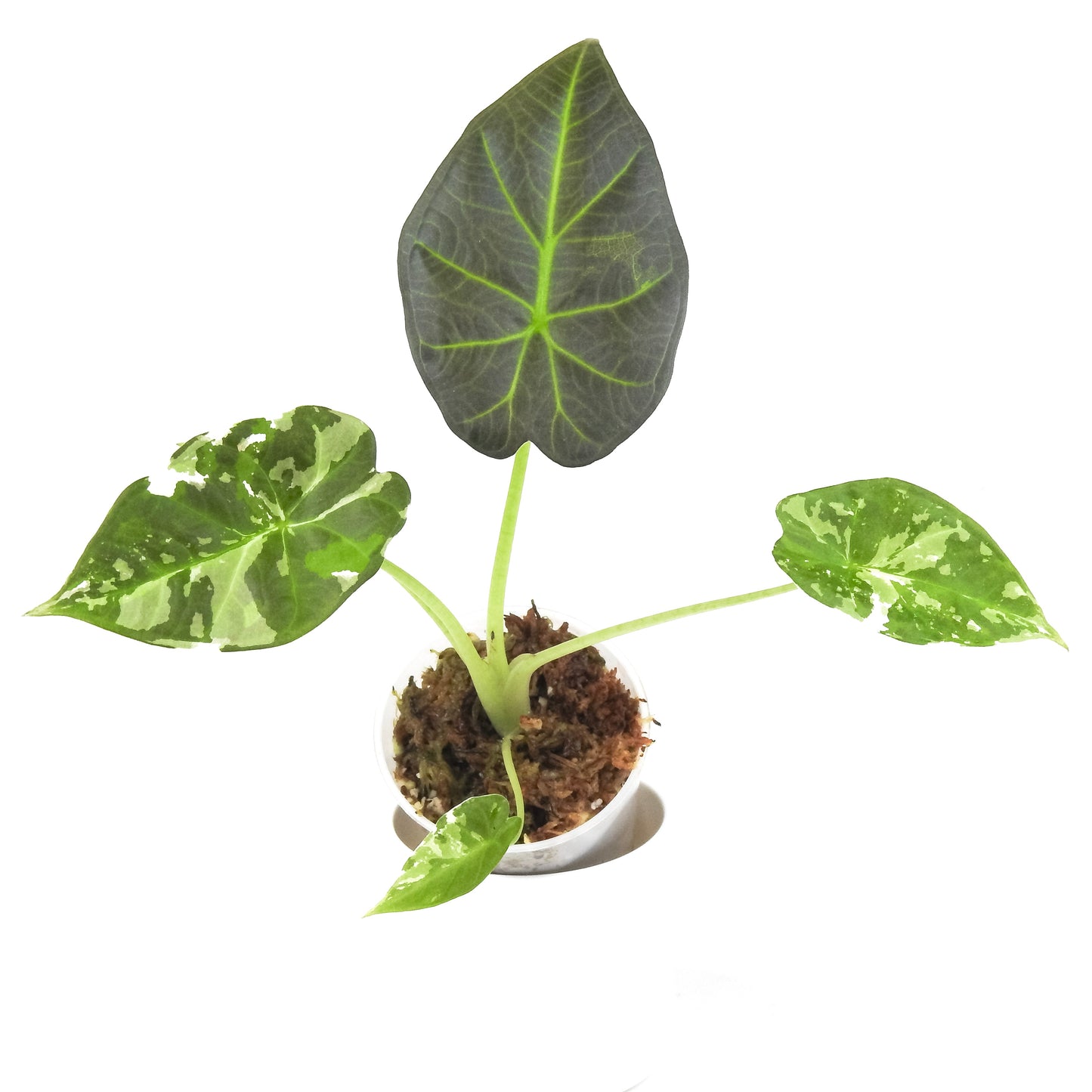 Alocasia 'Regal Shield' Albo (3305)
