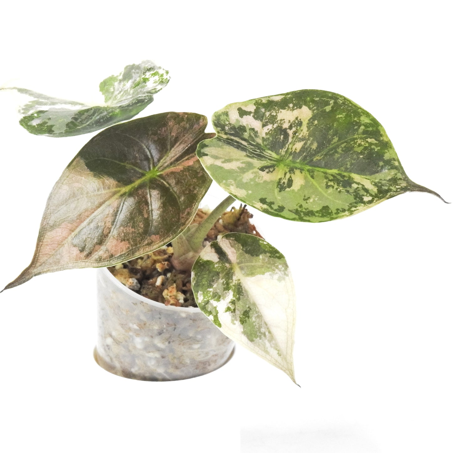Alocasia Wentii Albo/Pink Variegated (3306)