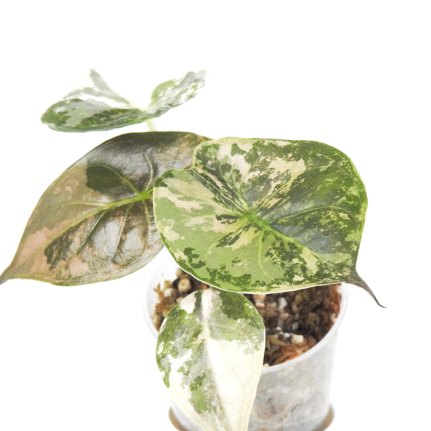 Alocasia Wentii Albo/Pink Variegated (3306)