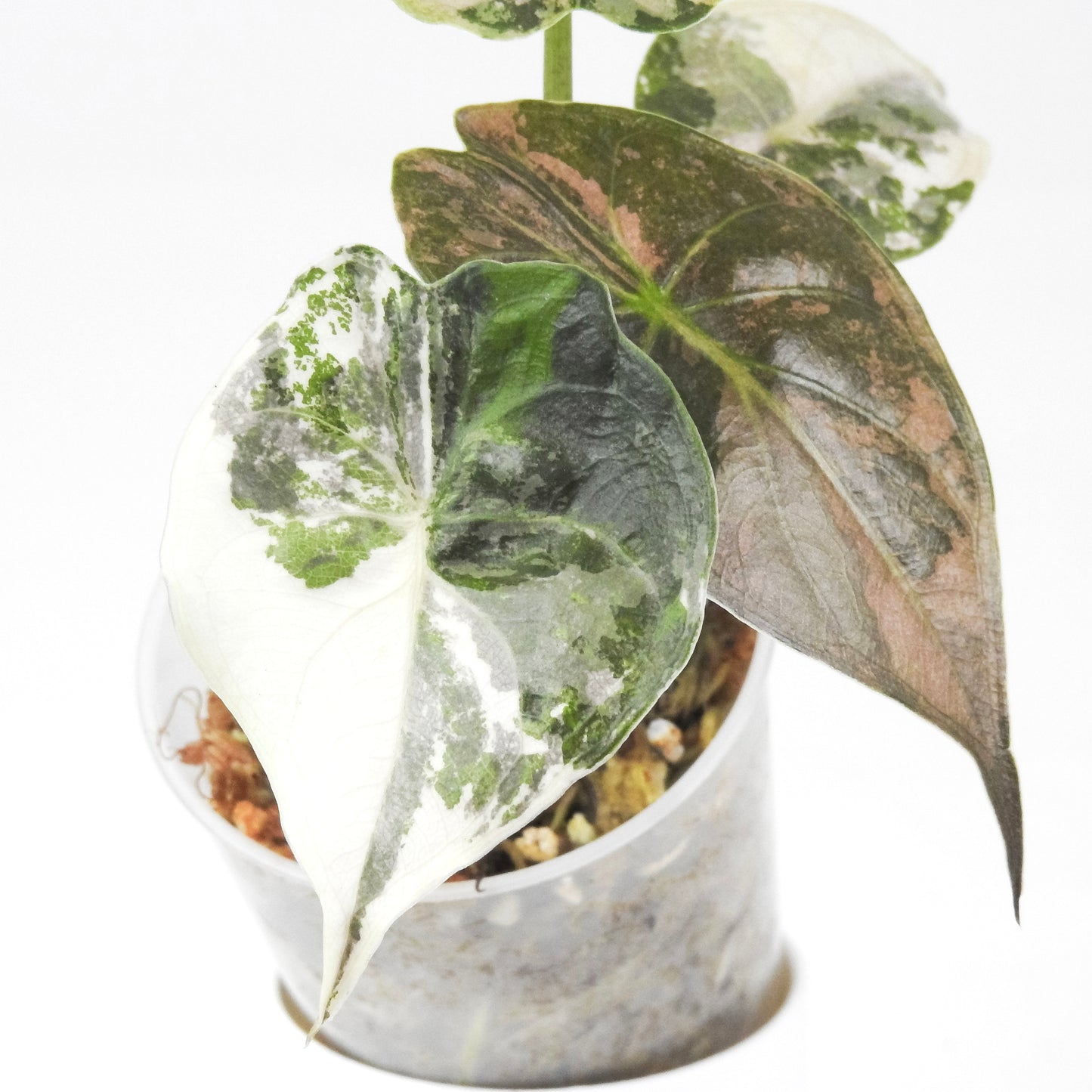 Alocasia Wentii Albo/Pink Variegated (3306)