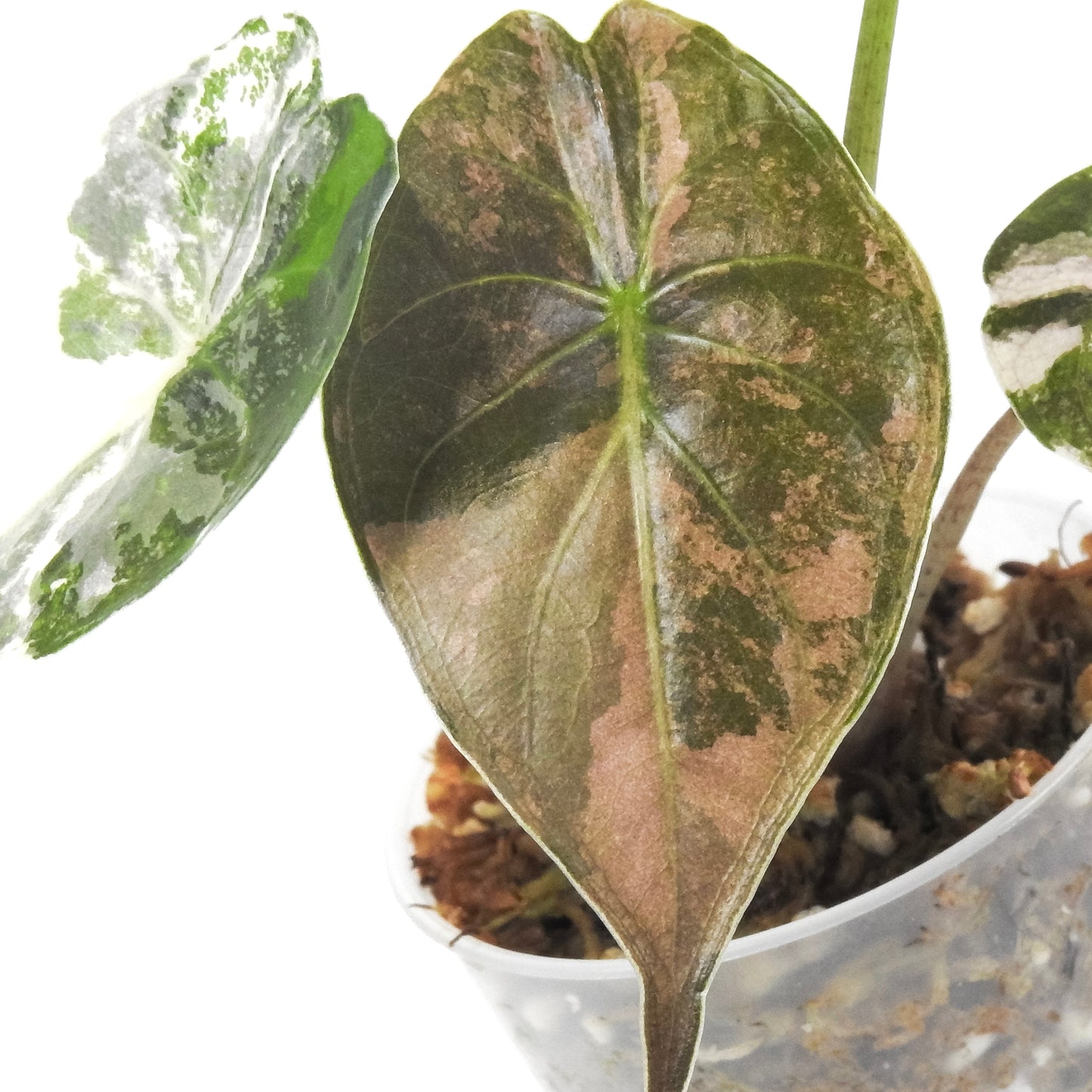 Alocasia Wentii Albo/Pink Variegated (3306)