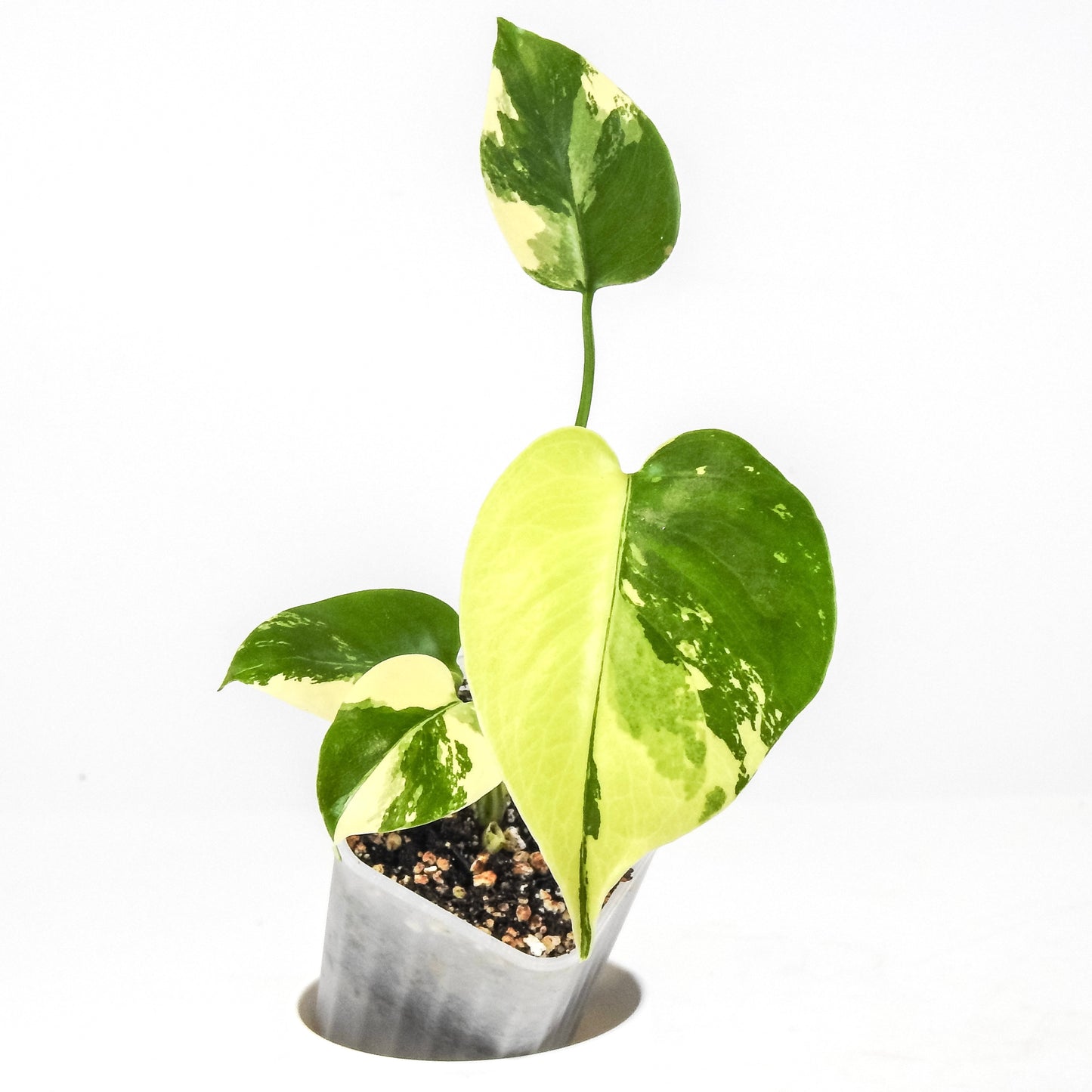 Monstera Deliciosa Pom Pom (3308)