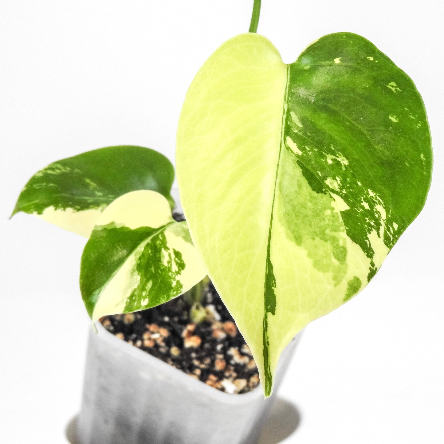 Monstera Deliciosa Pom Pom (3308)