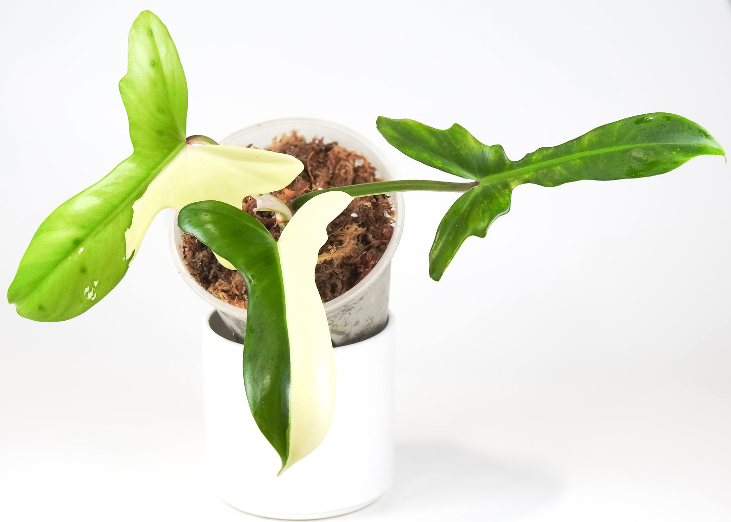 Philodendron 'Golden Dragon' Albo *Narrow Form* (3310)