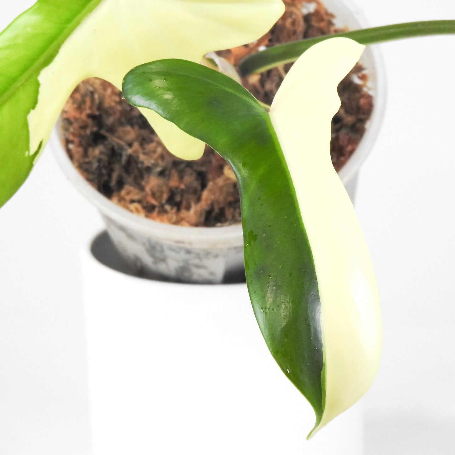 Philodendron 'Golden Dragon' Albo *Narrow Form* (3310)