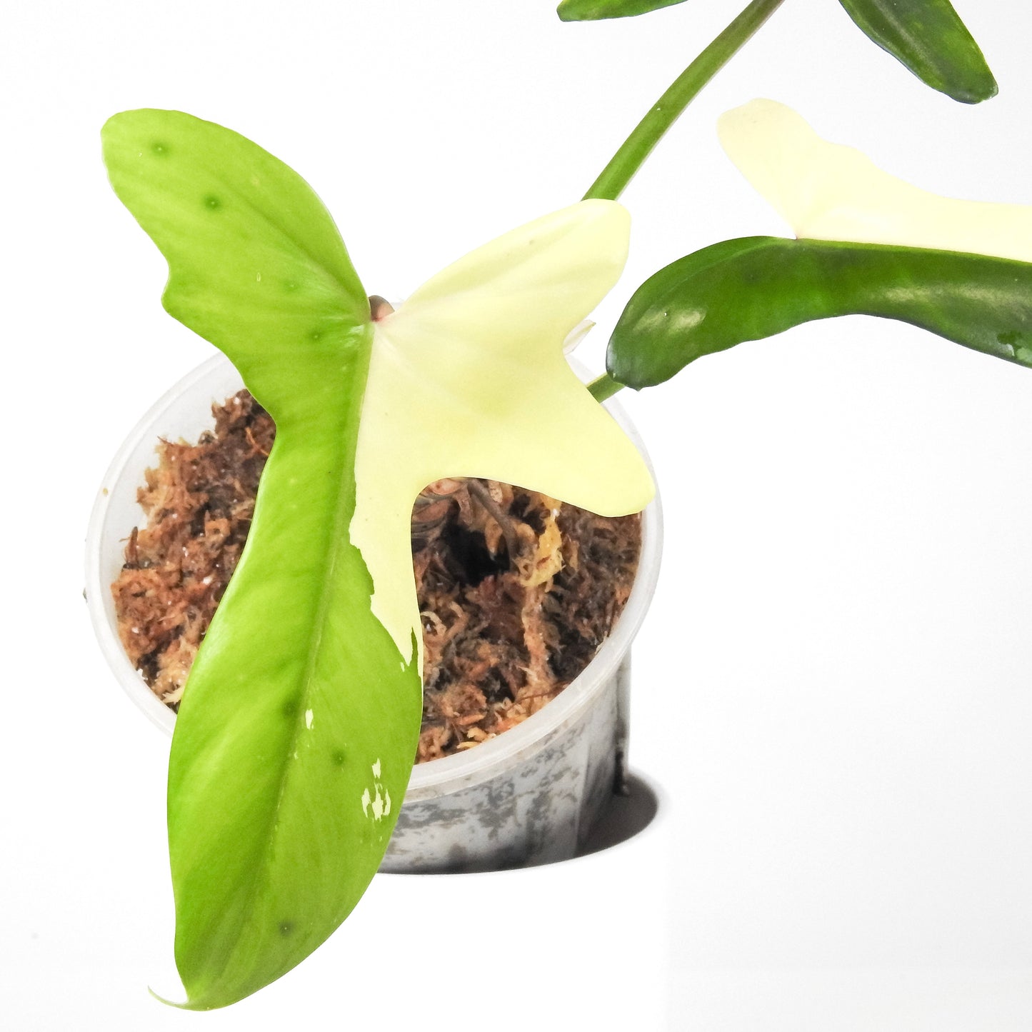 Philodendron 'Golden Dragon' Albo *Narrow Form* (3310)