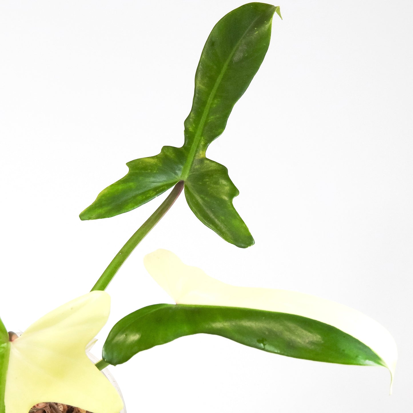Philodendron 'Golden Dragon' Albo *Narrow Form* (3310)