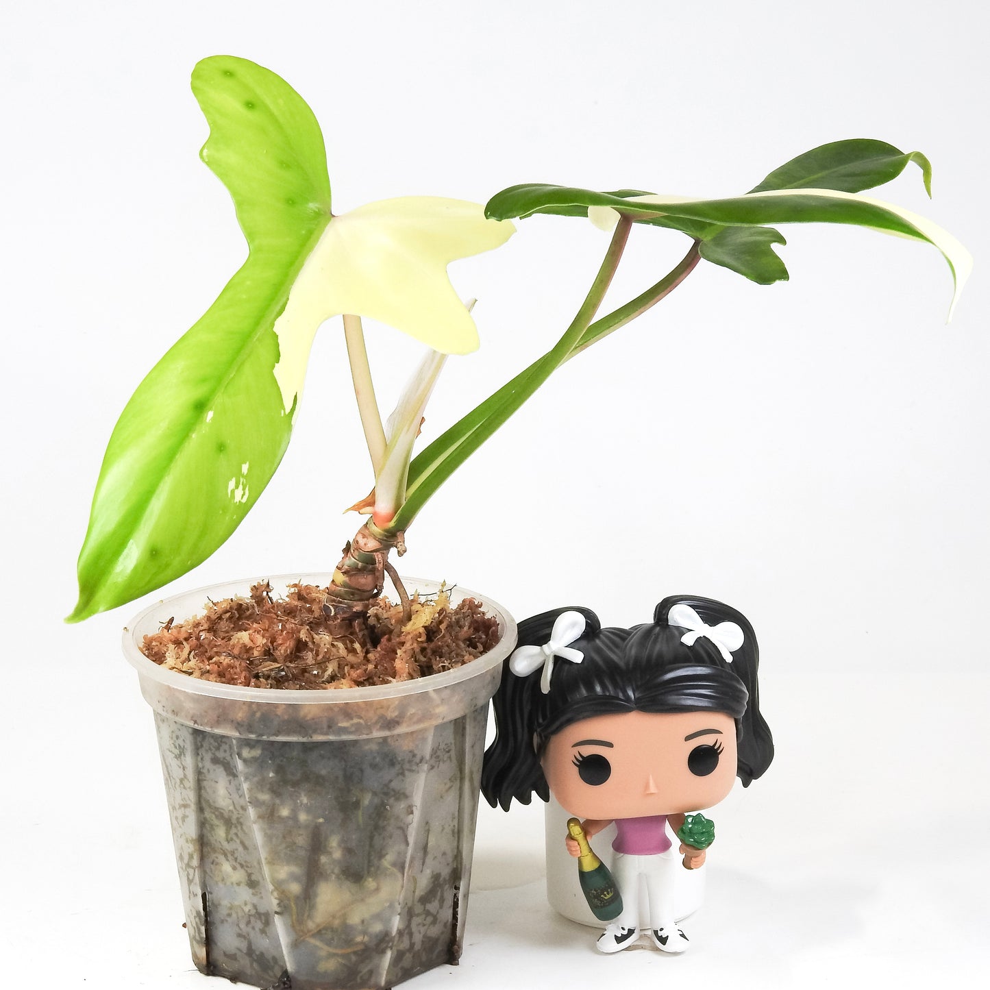 Philodendron 'Golden Dragon' Albo *Narrow Form* (3310)