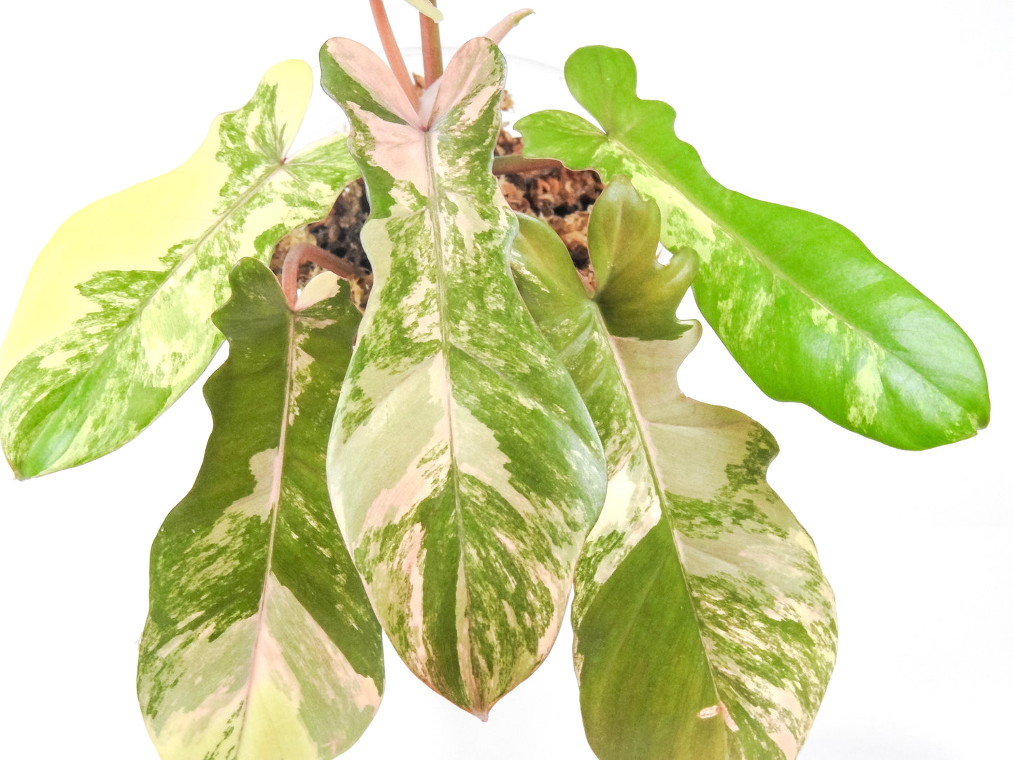 Philodendron 'Florida Beauty x Bobcee' Variegated (3309)