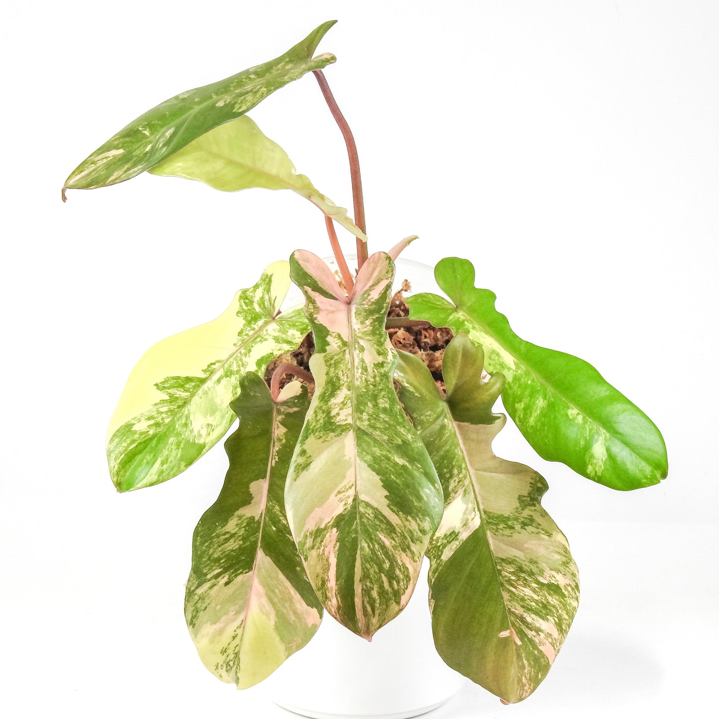 Philodendron 'Florida Beauty x Bobcee' Variegated (3309)