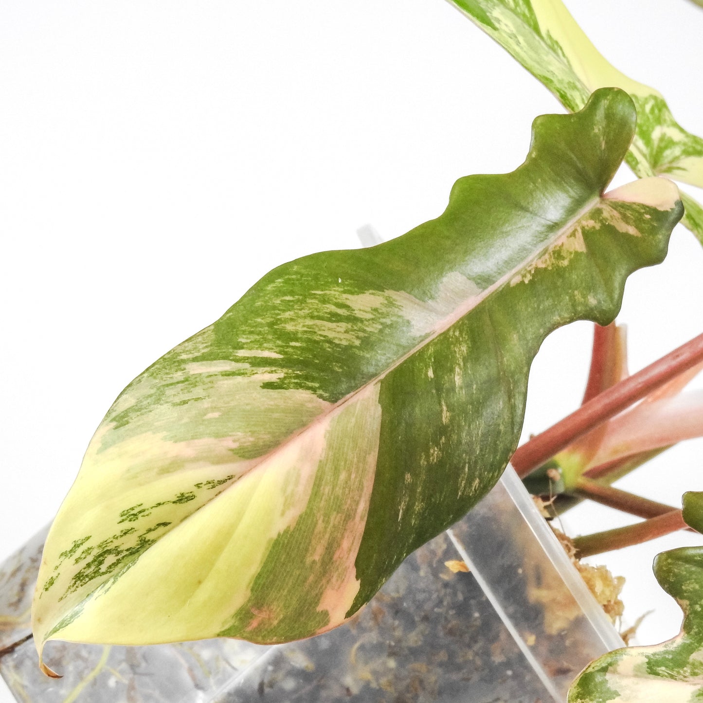 Philodendron 'Florida Beauty x Bobcee' Variegated (3309)