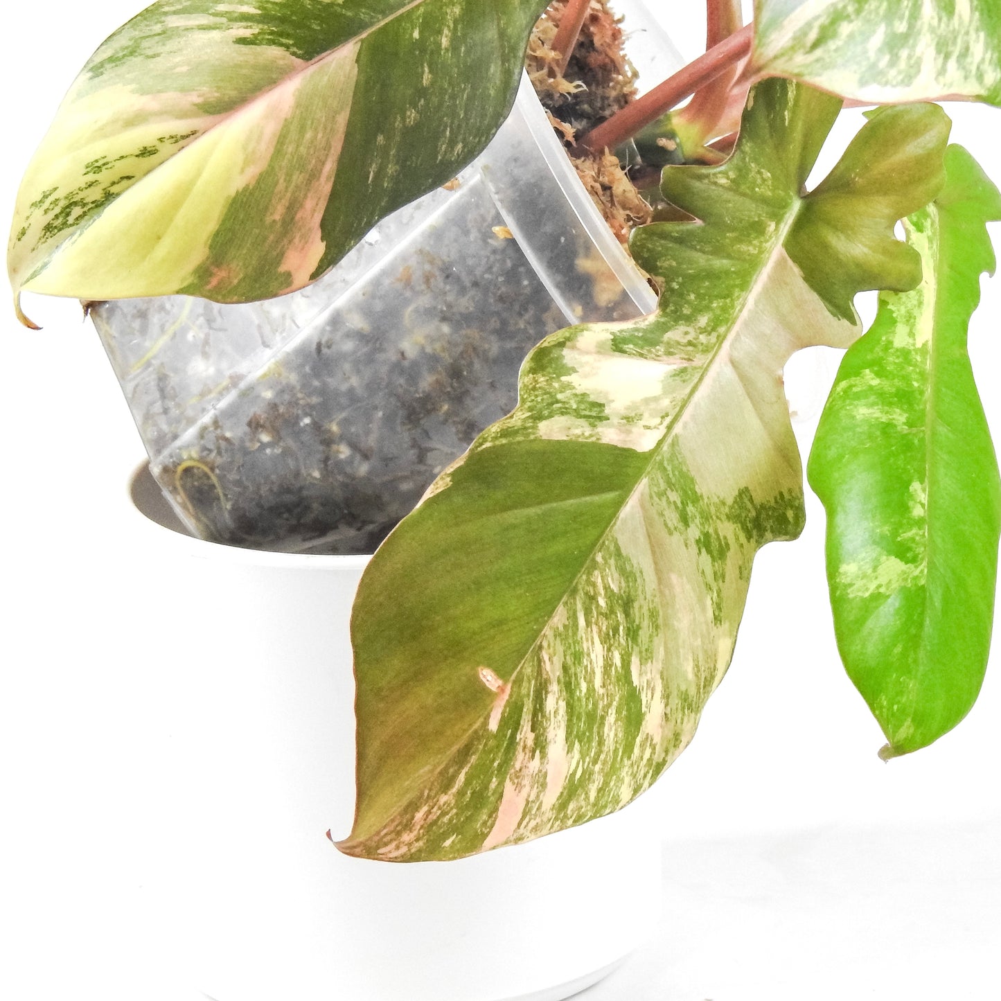 Philodendron 'Florida Beauty x Bobcee' Variegated (3309)