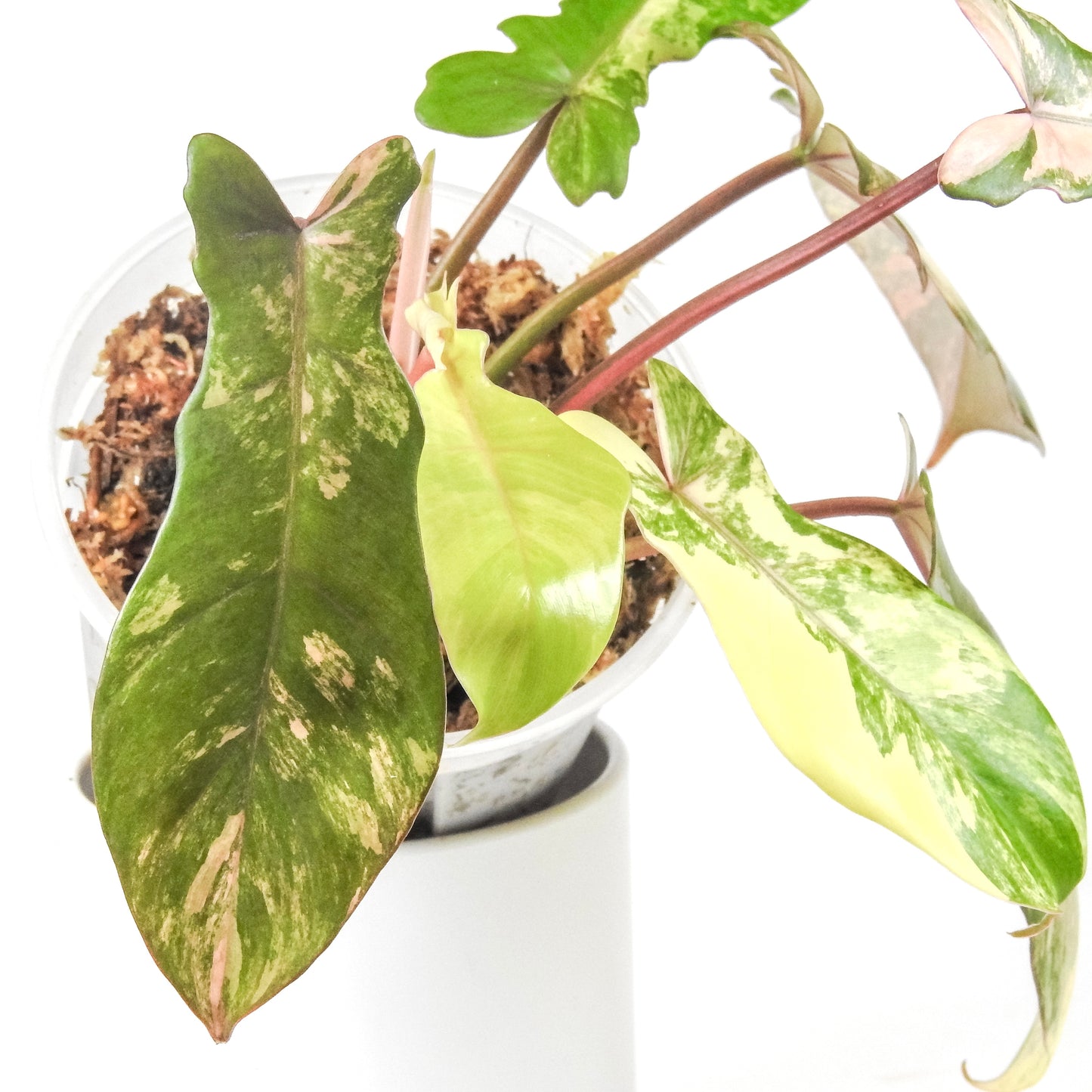 Philodendron 'Florida Beauty x Bobcee' Variegated (3309)