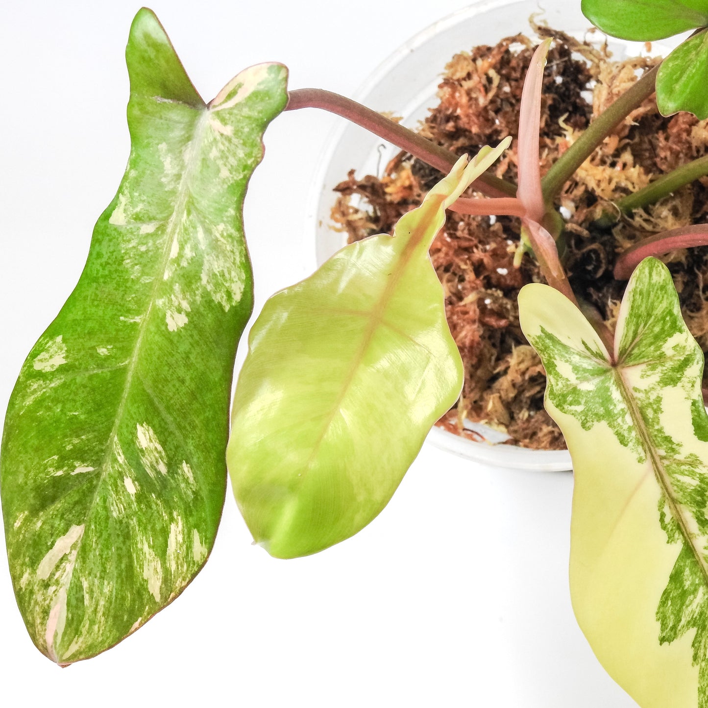 Philodendron 'Florida Beauty x Bobcee' Variegated (3309)