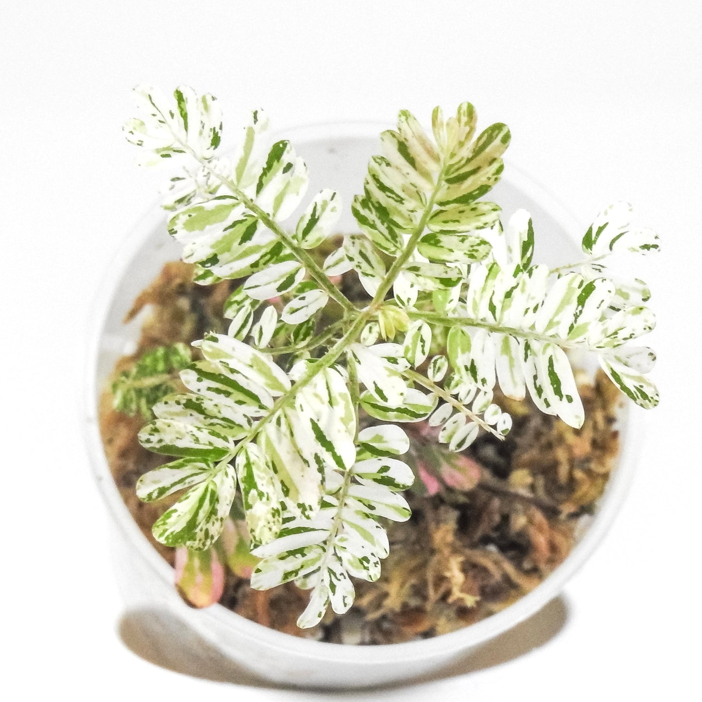 Phyllanthus 'Urinaria' Pink (Aka Sensitive Plant) (3300)
