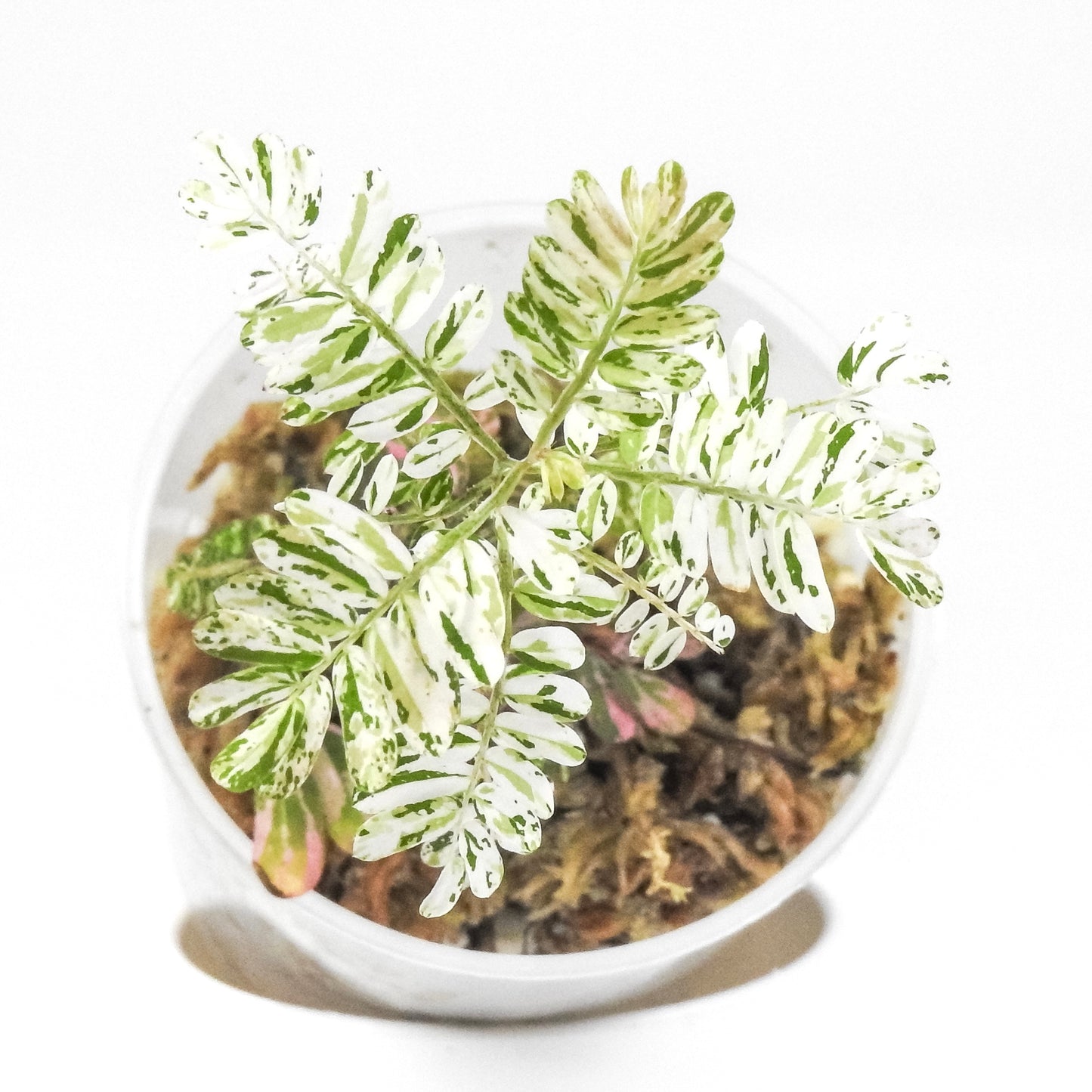 Phyllanthus 'Urinaria' Pink (Aka Sensitive Plant) (3300)