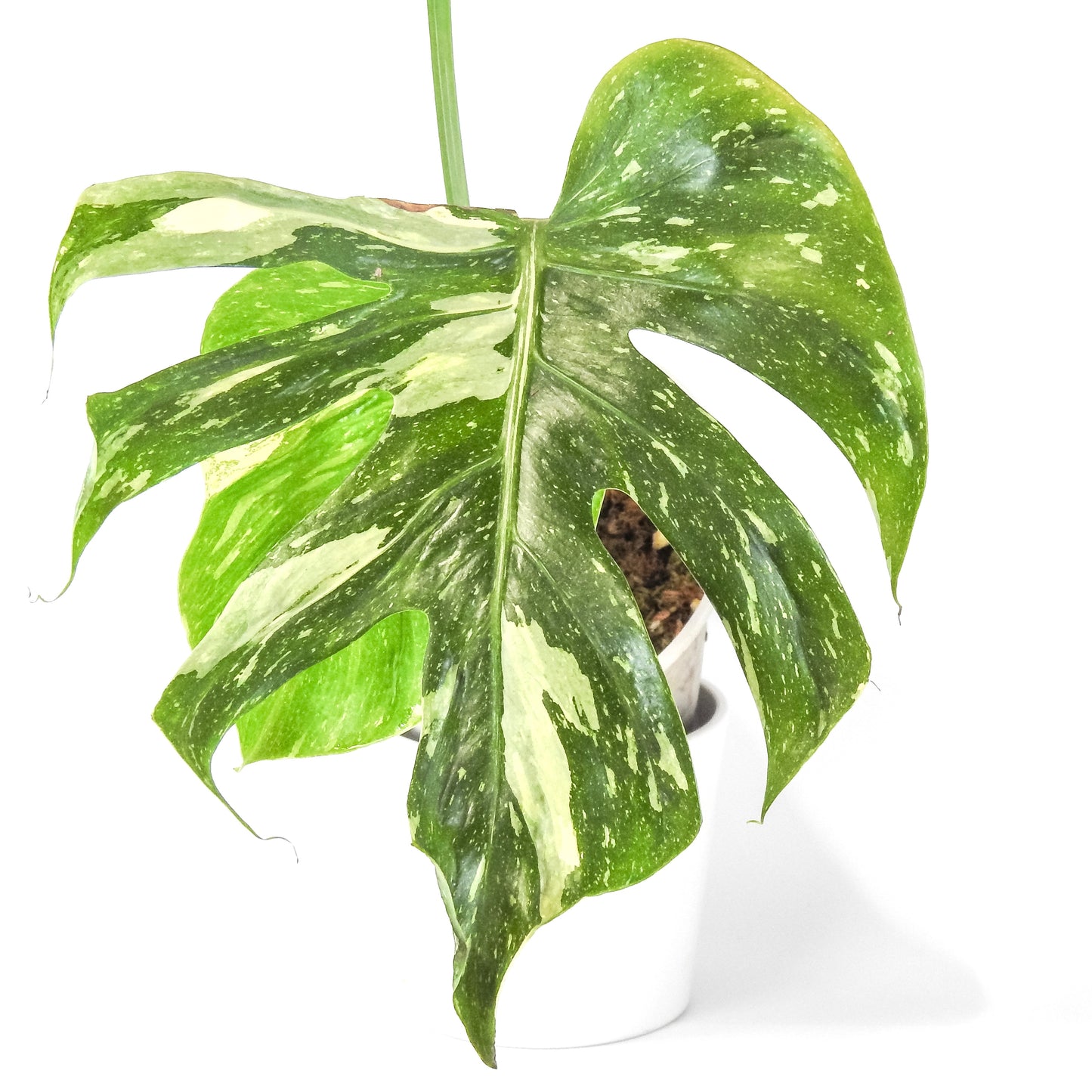 Monstera Deliciosa 'Medusa' (3311)