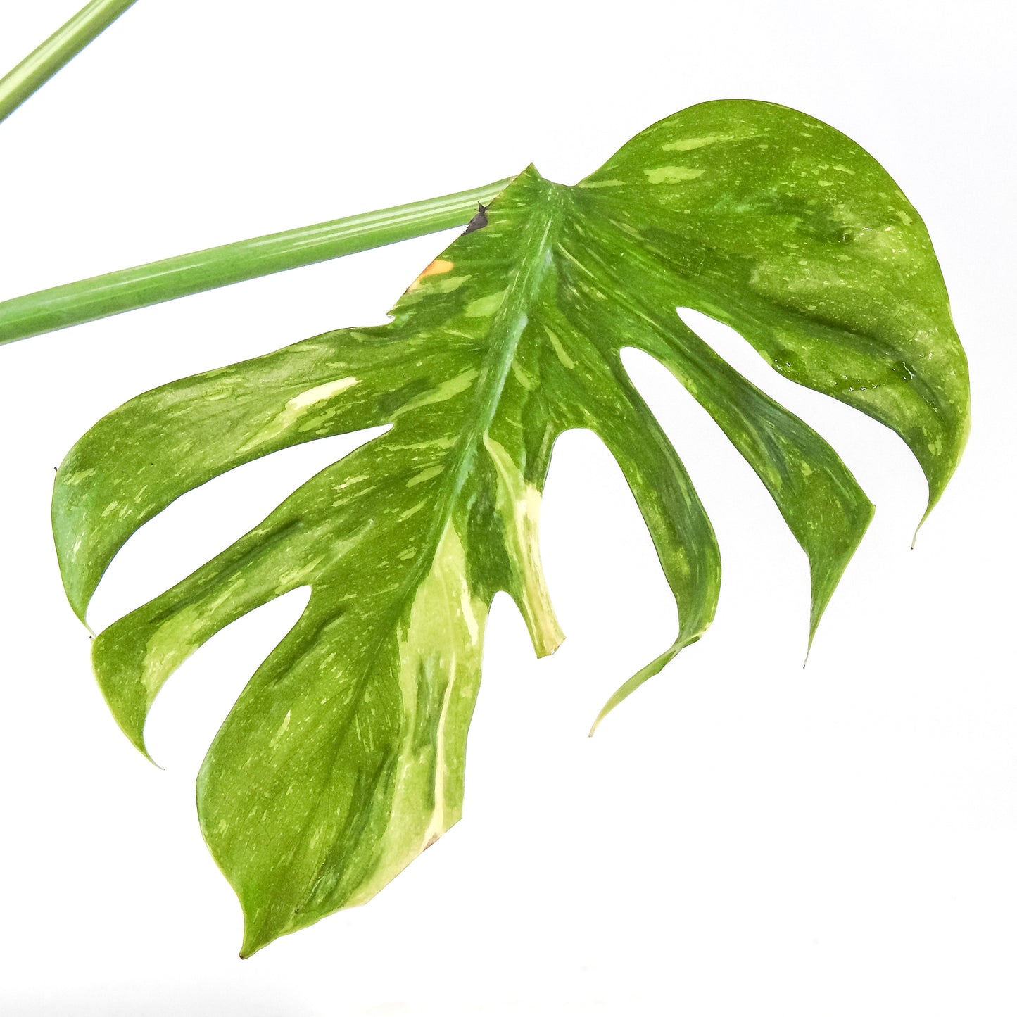 Monstera Deliciosa 'Medusa' (3311)