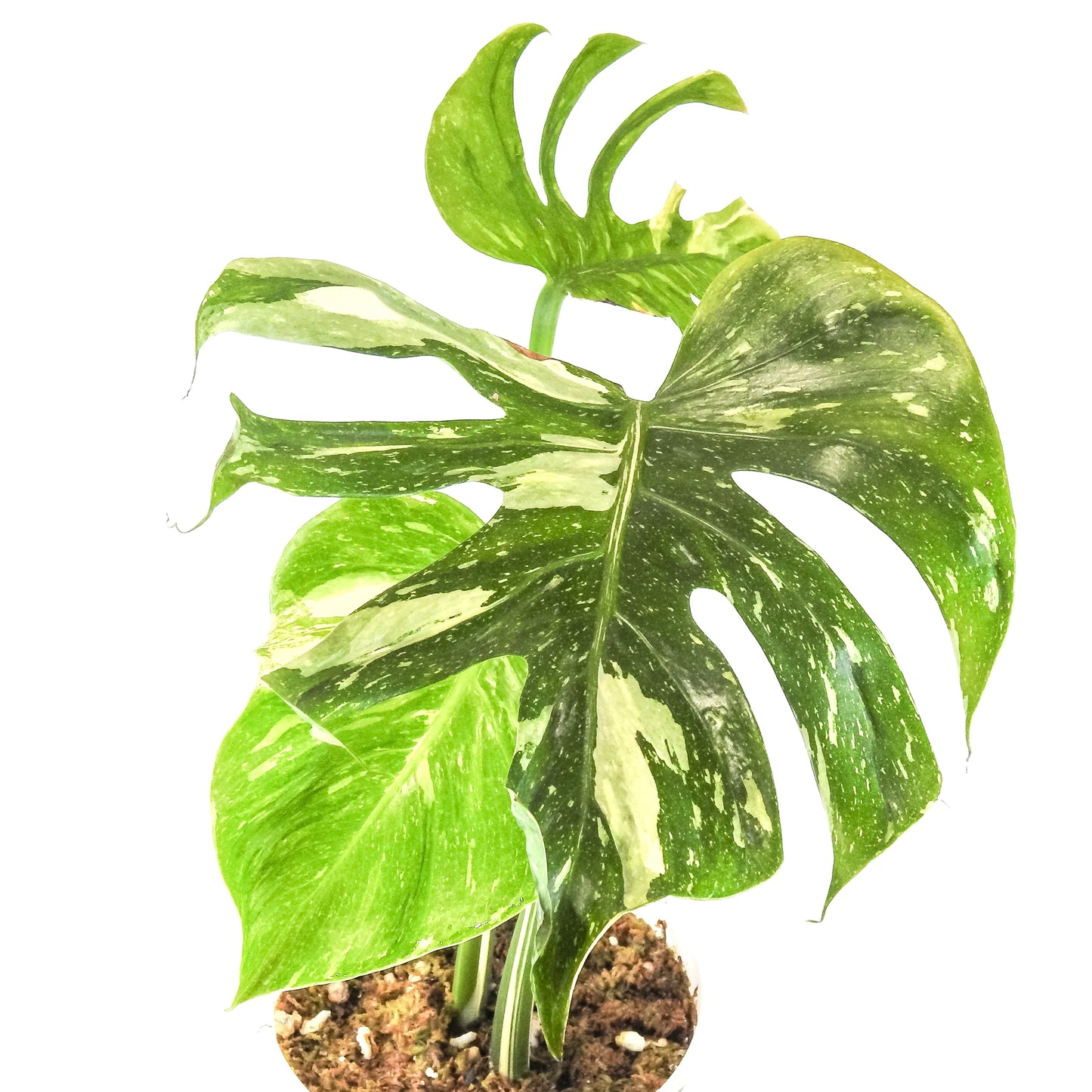 Monstera Deliciosa 'Medusa' (3311)