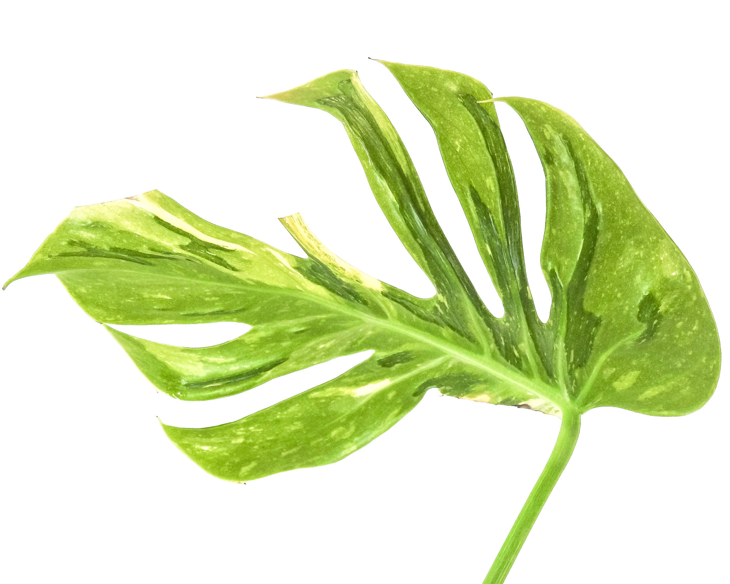 Monstera Deliciosa 'Medusa' (3311)