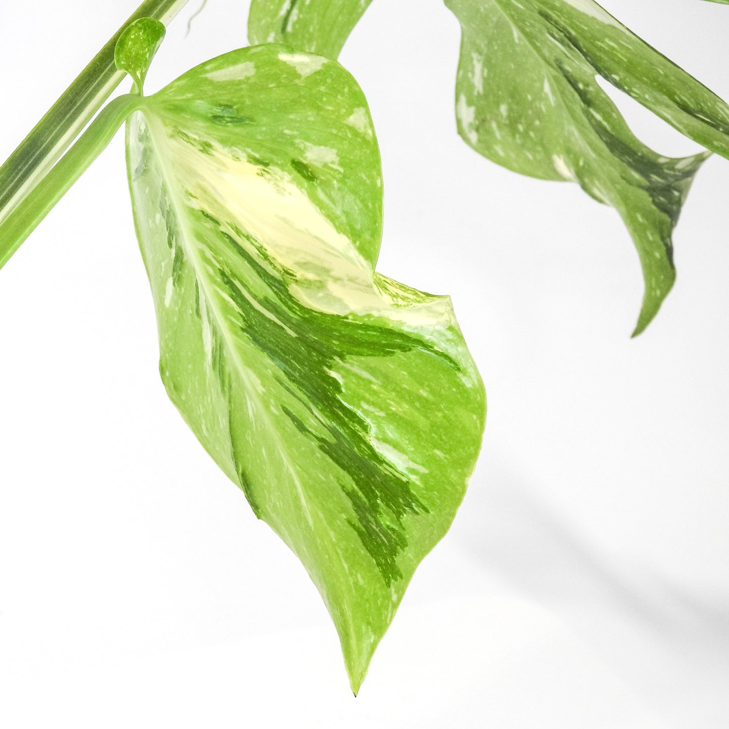 Monstera Deliciosa 'Medusa' (3311)