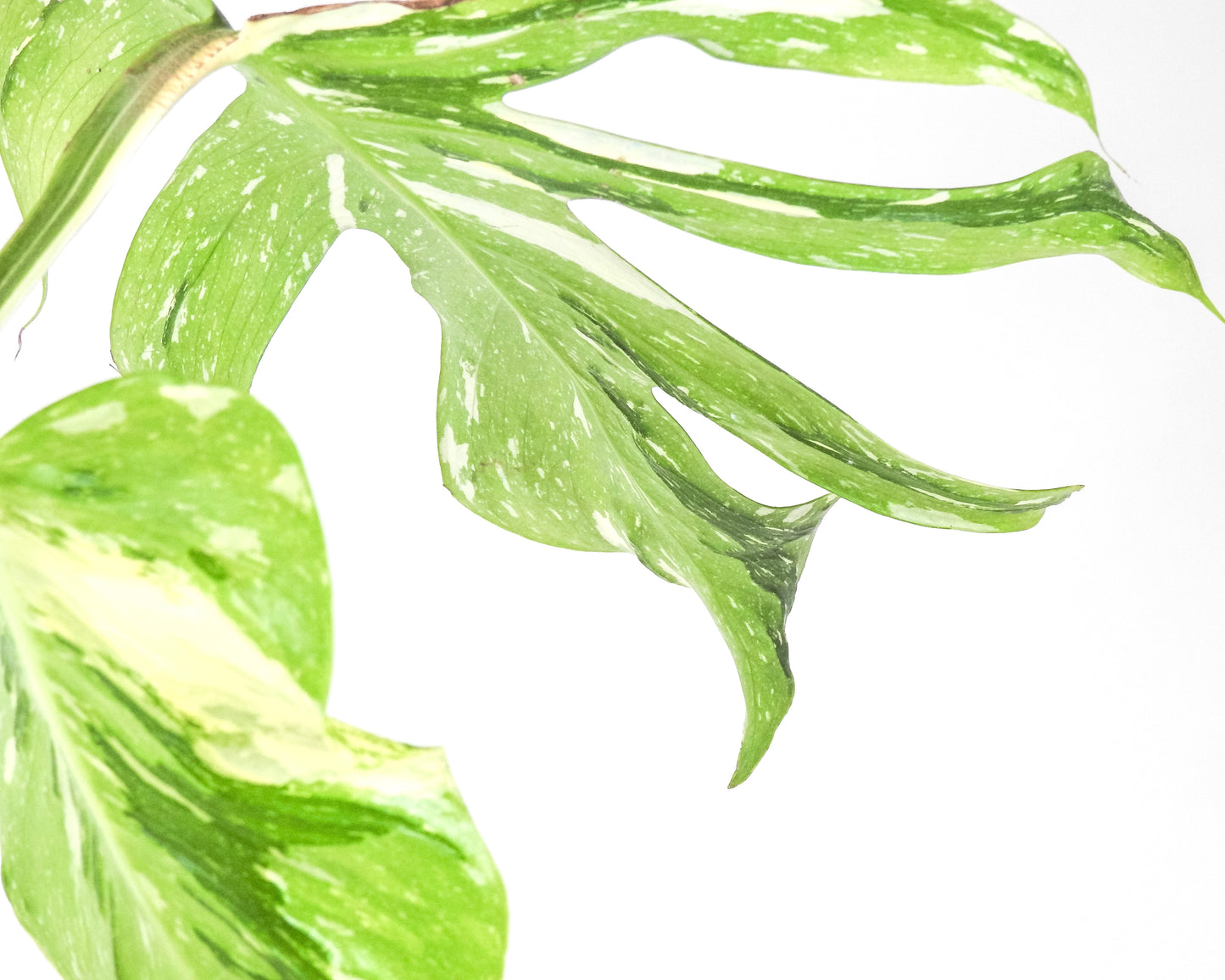 Monstera Deliciosa 'Medusa' (3311)