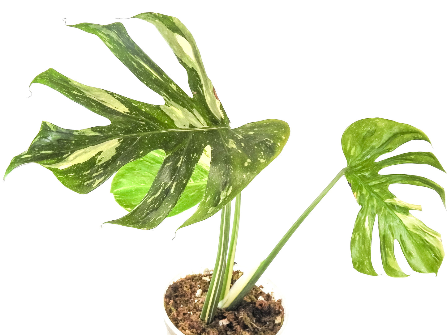 Monstera Deliciosa 'Medusa' (3311)