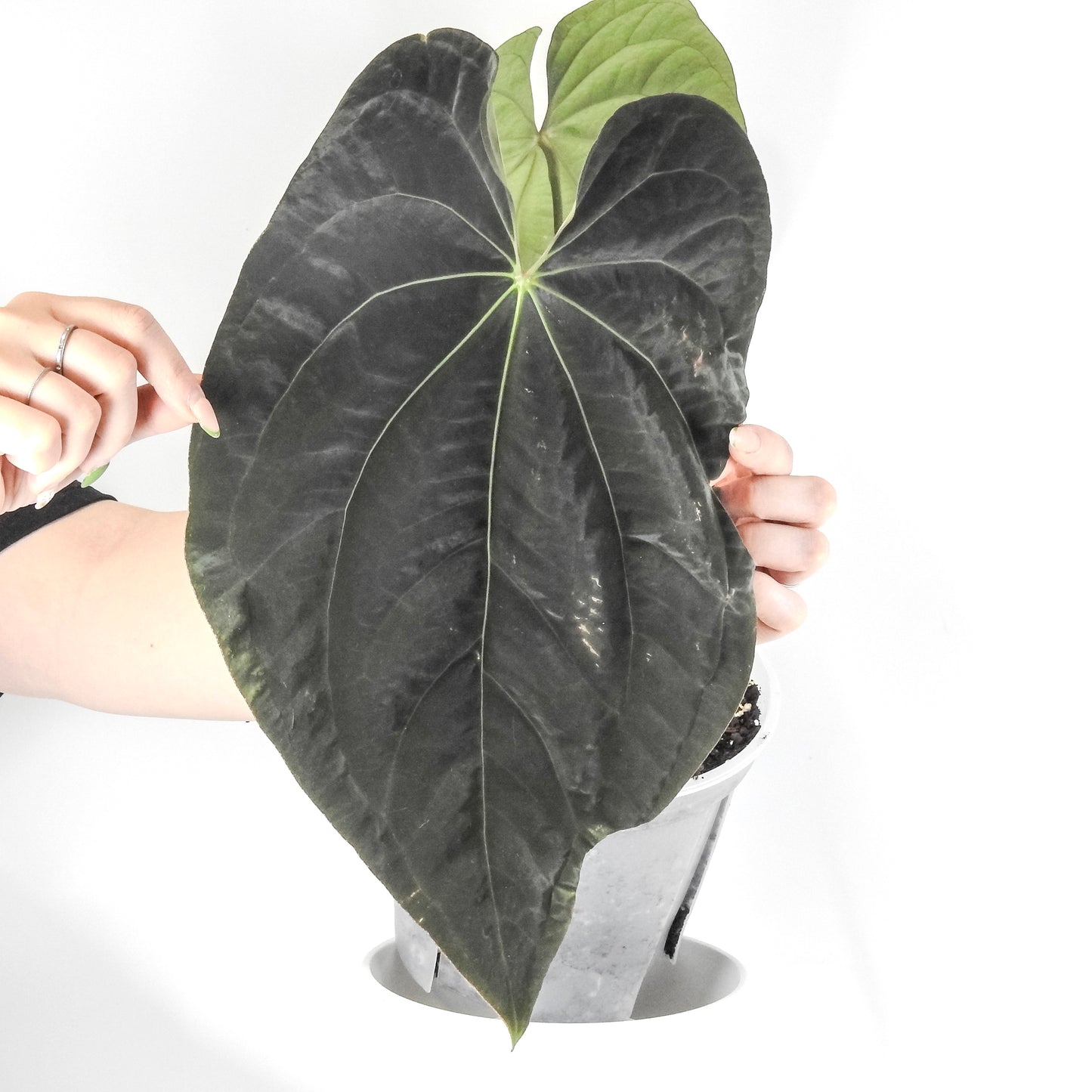 Anthurium AOS Tezula Darkform x BVEP Oliver (3316)