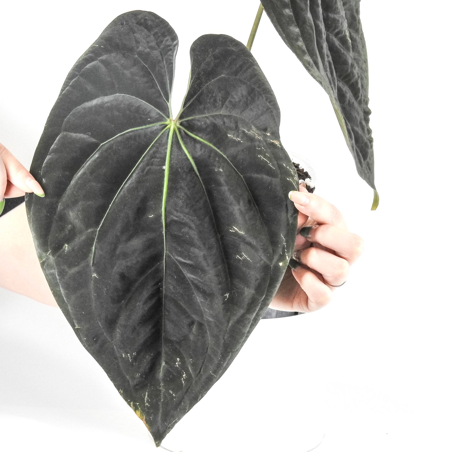 Anthurium AOS Tezula Darkform x BVEP Oliver (3316)