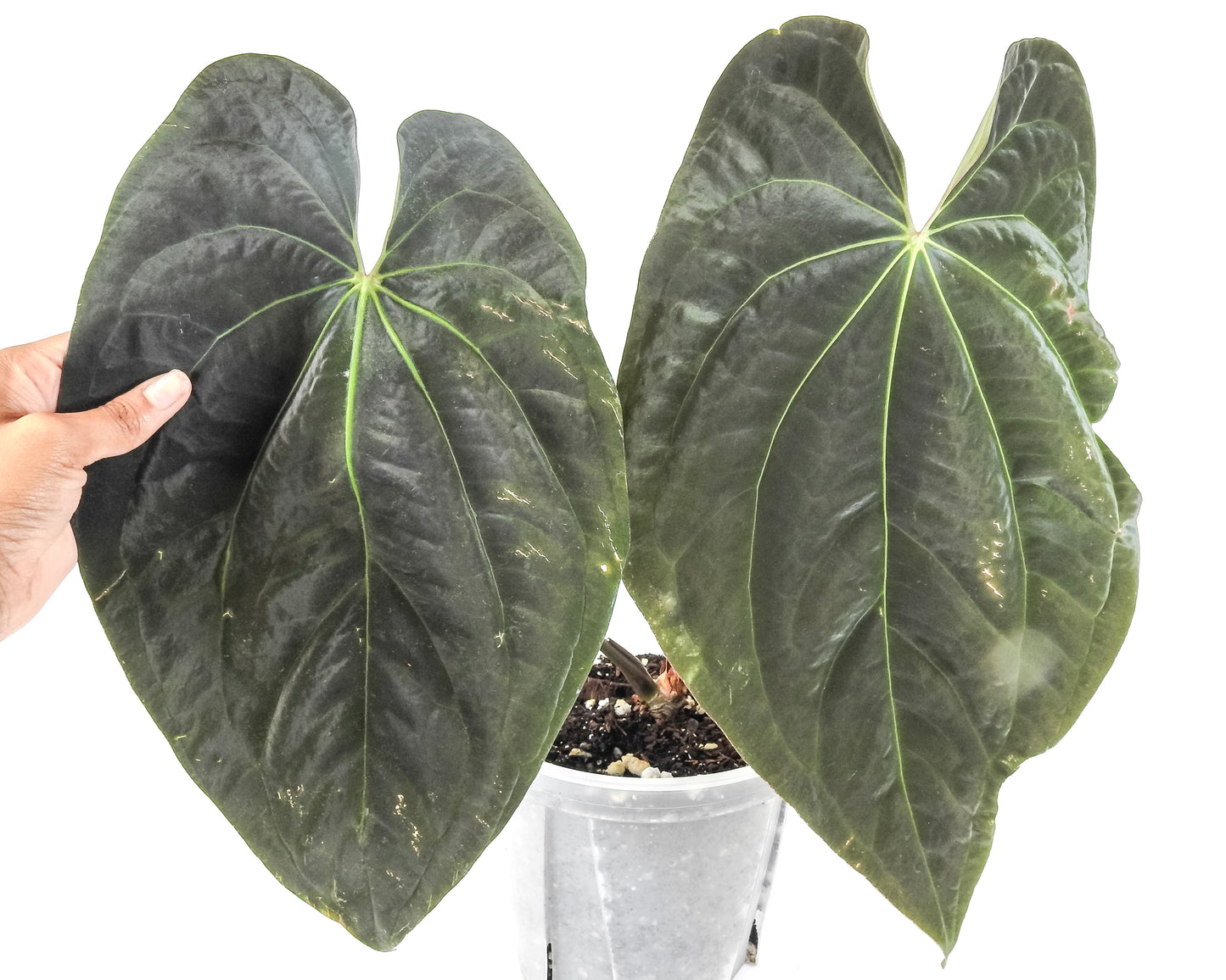 Anthurium AOS Tezula Darkform x BVEP Oliver (3316)
