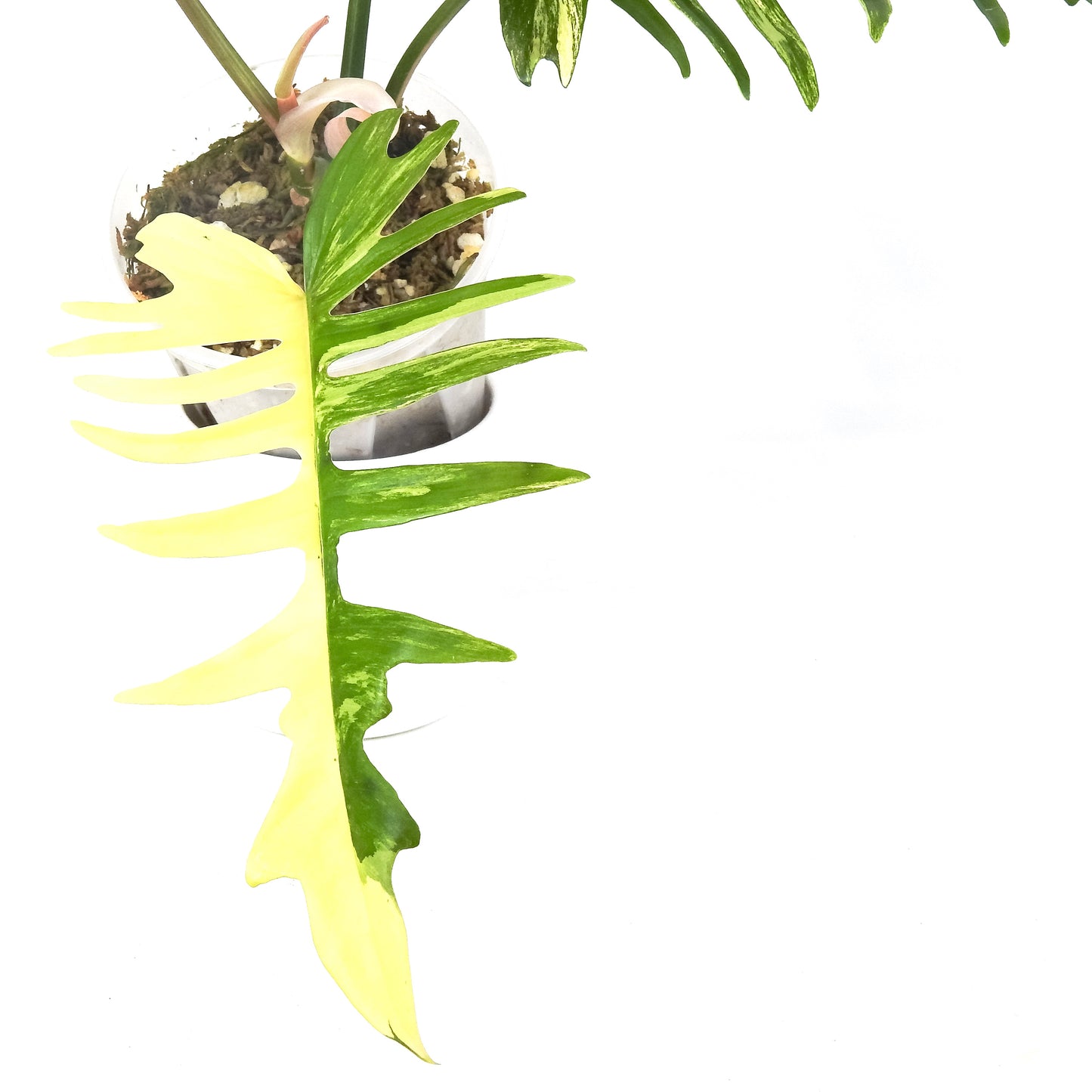 Philodendron Florida Beauty x Tortum Variegated (3315)