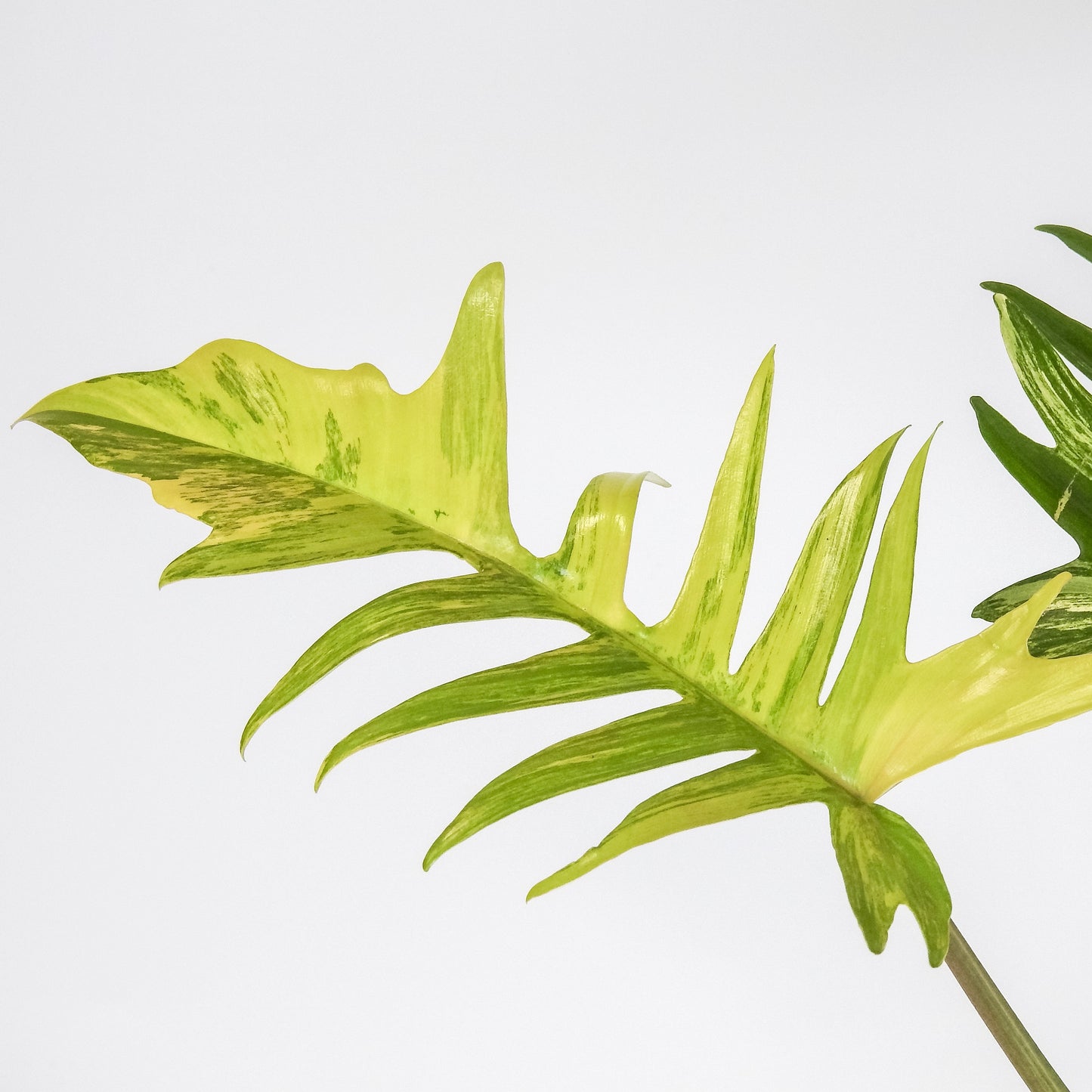 Philodendron Florida Beauty x Tortum Variegated (3315)