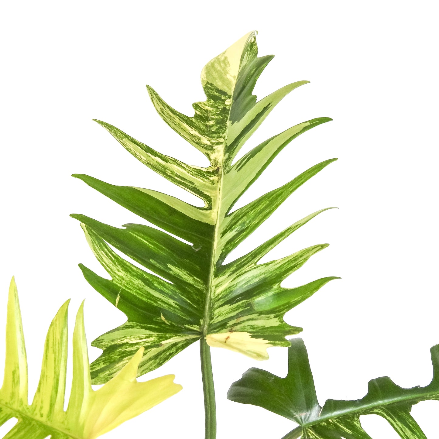 Philodendron Florida Beauty x Tortum Variegated (3315)