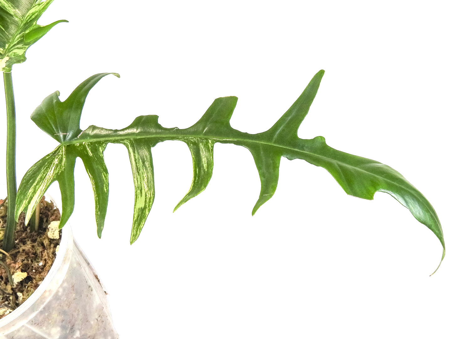 Philodendron Florida Beauty x Tortum Variegated (3315)
